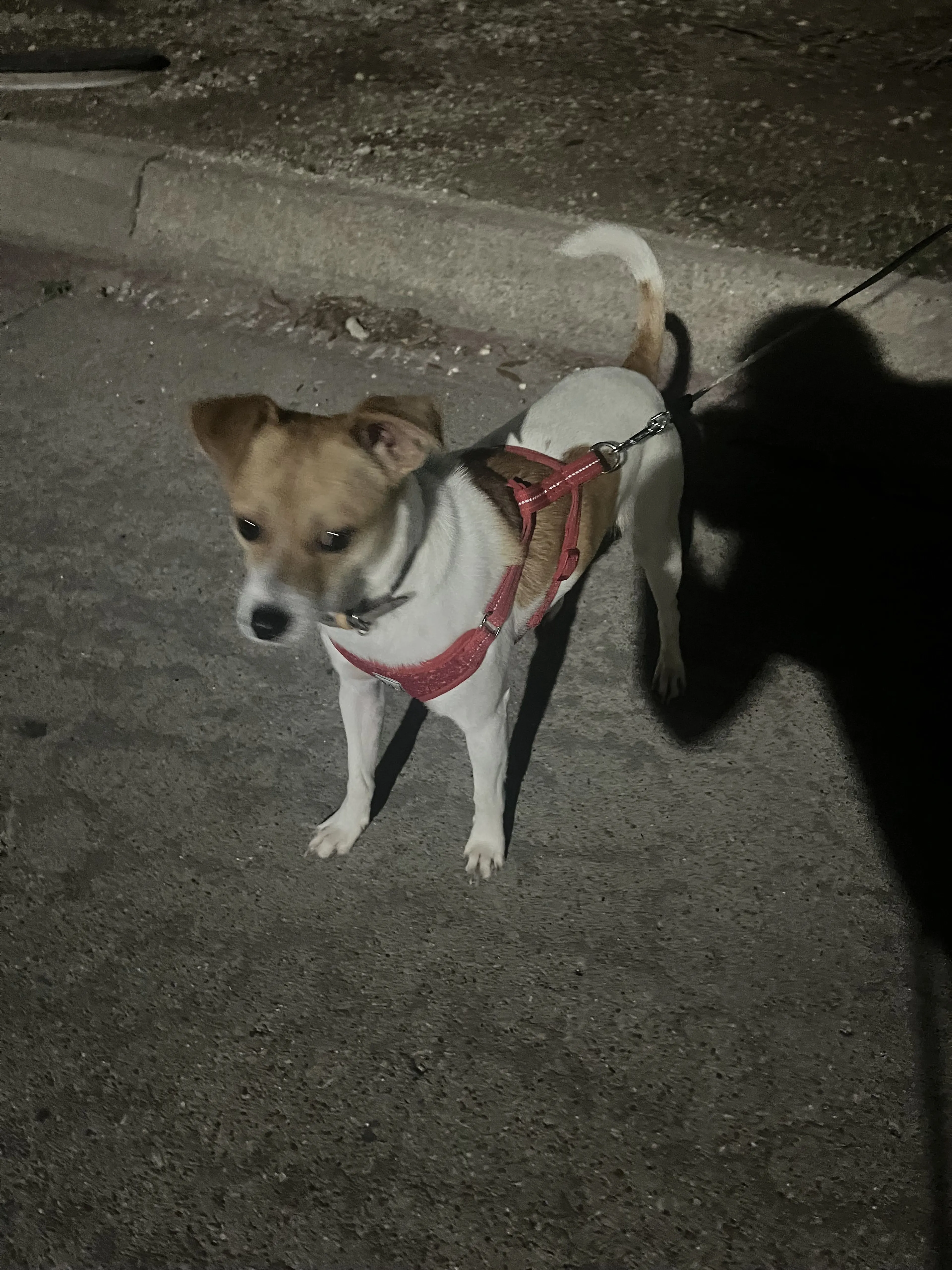 Lost pet-0