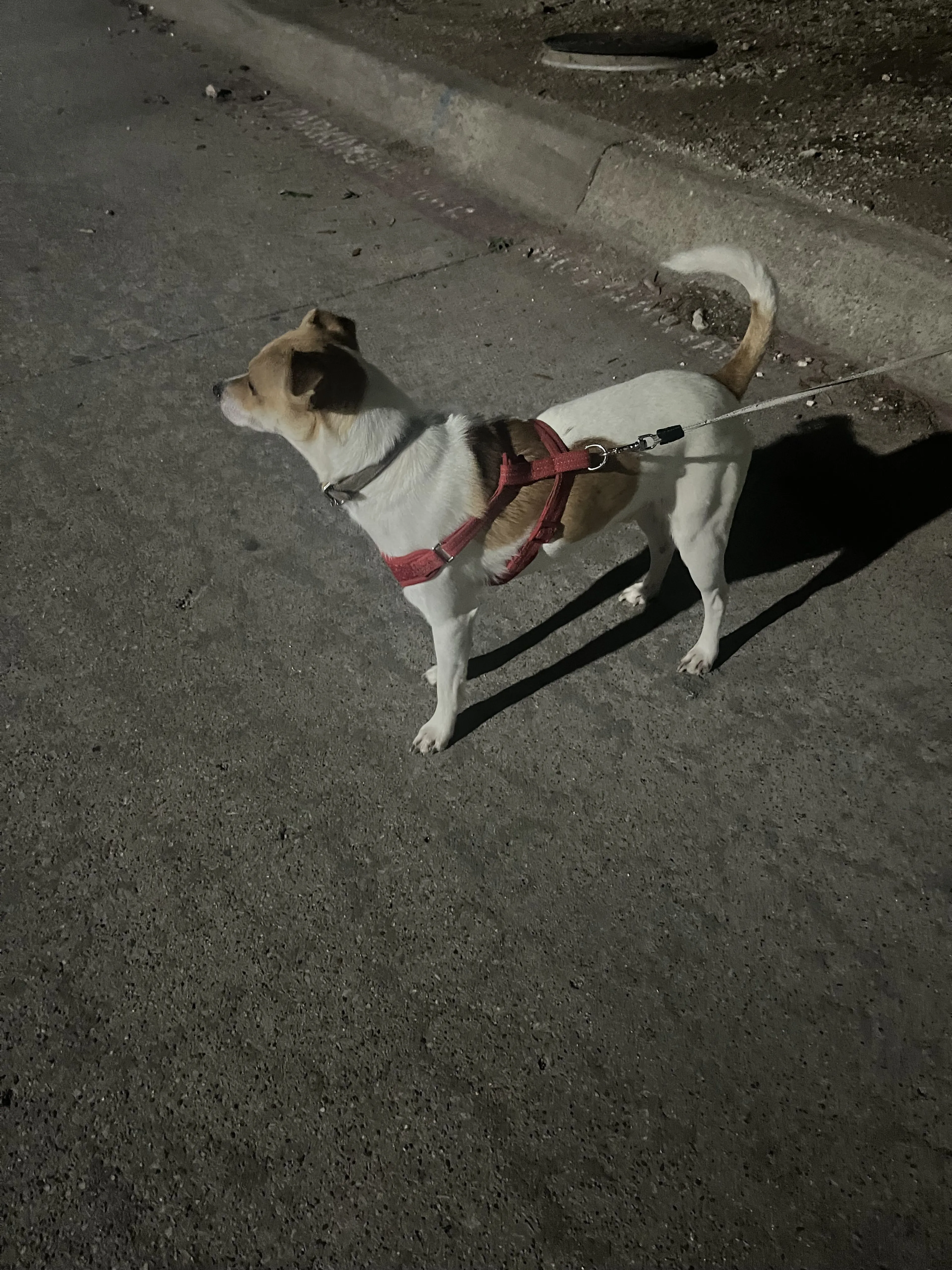 Lost pet-2