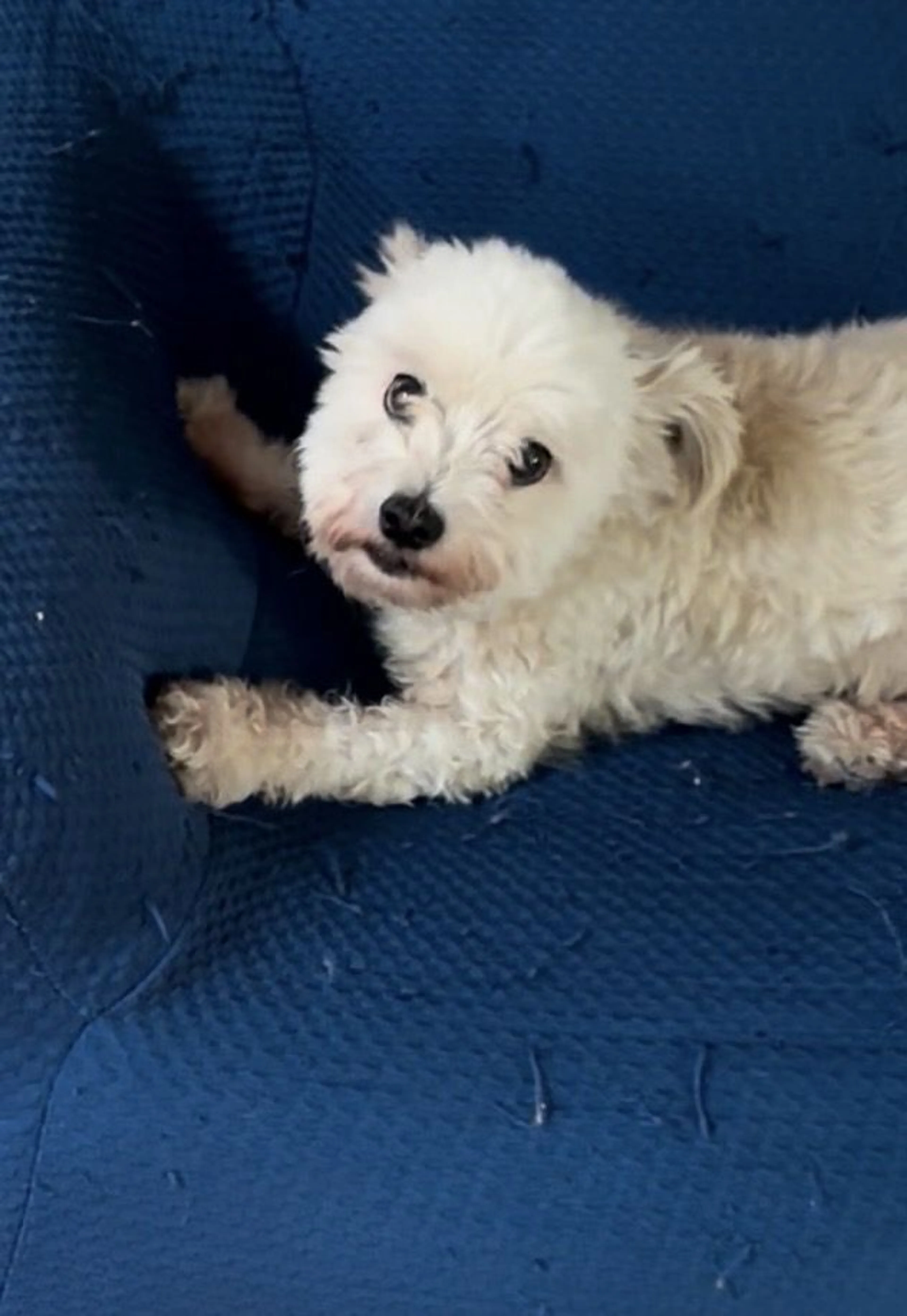 Lost pet-0