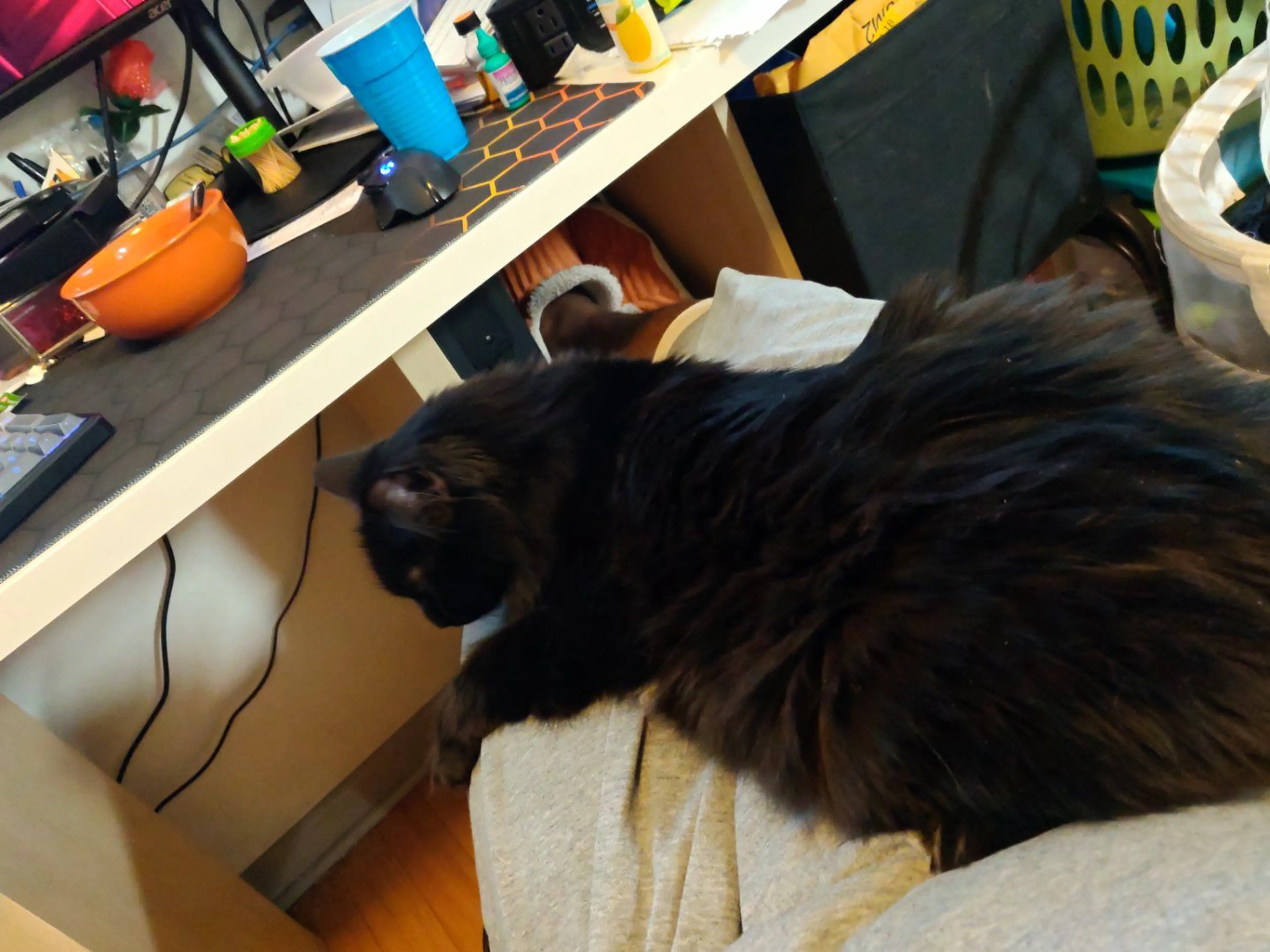 Lost pet-0