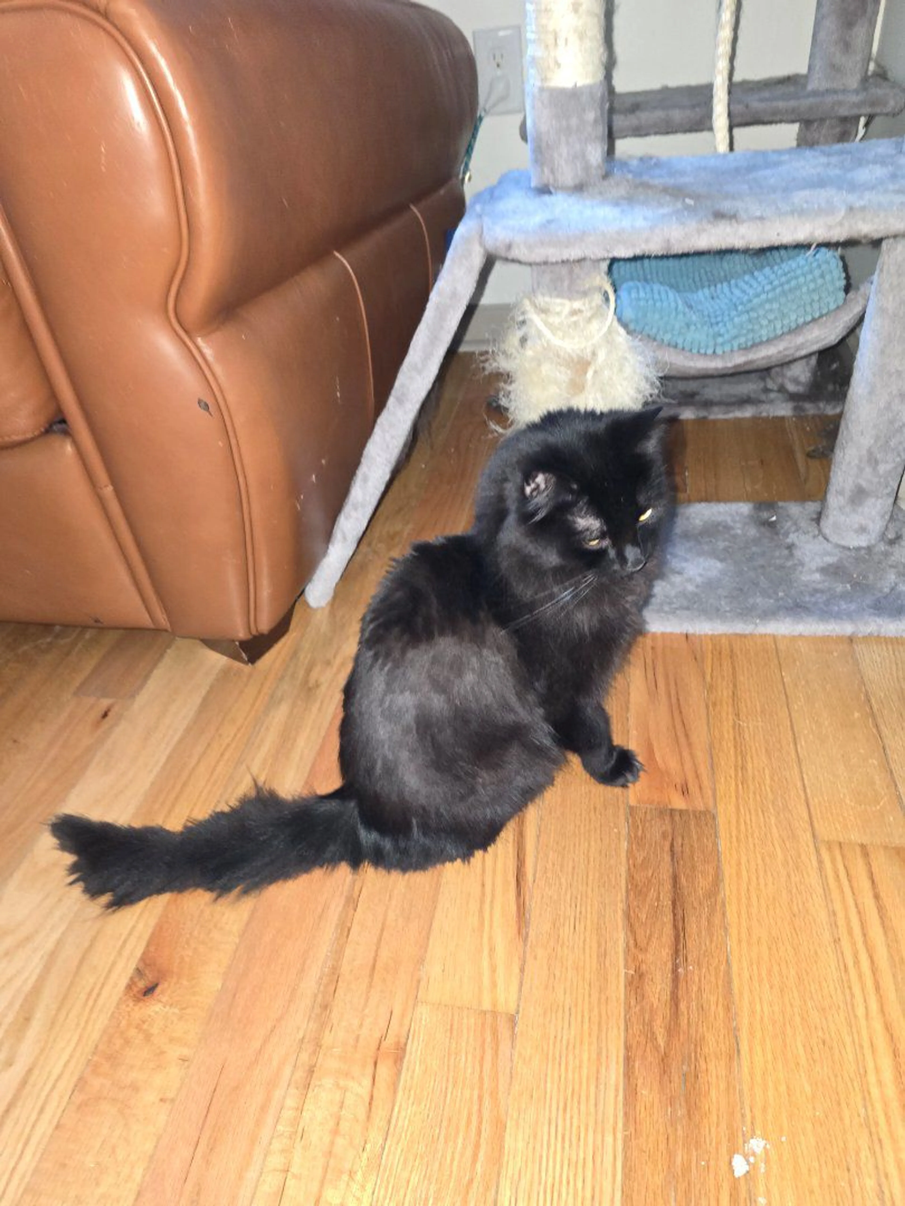 Lost pet-2