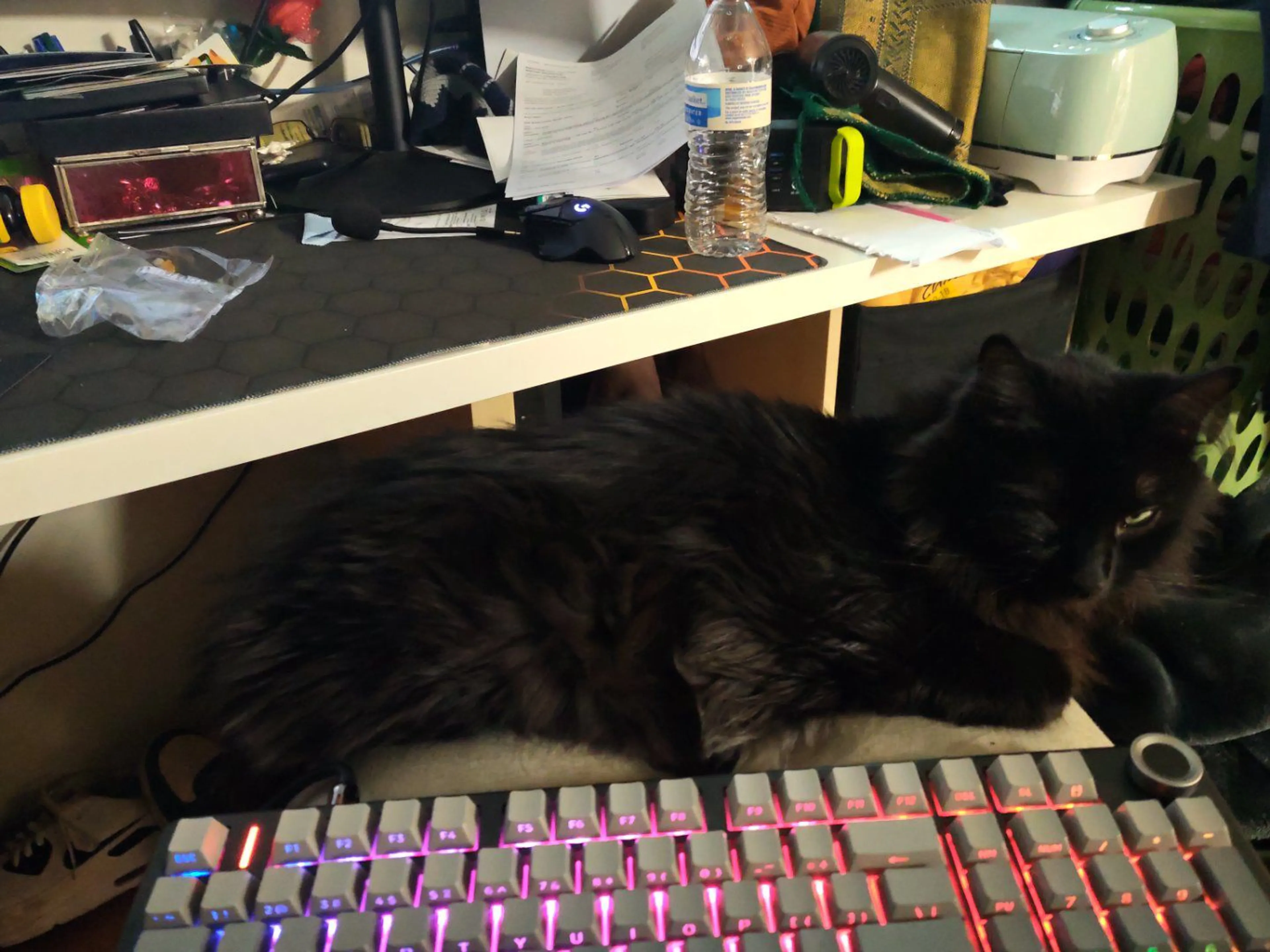 Lost pet-1
