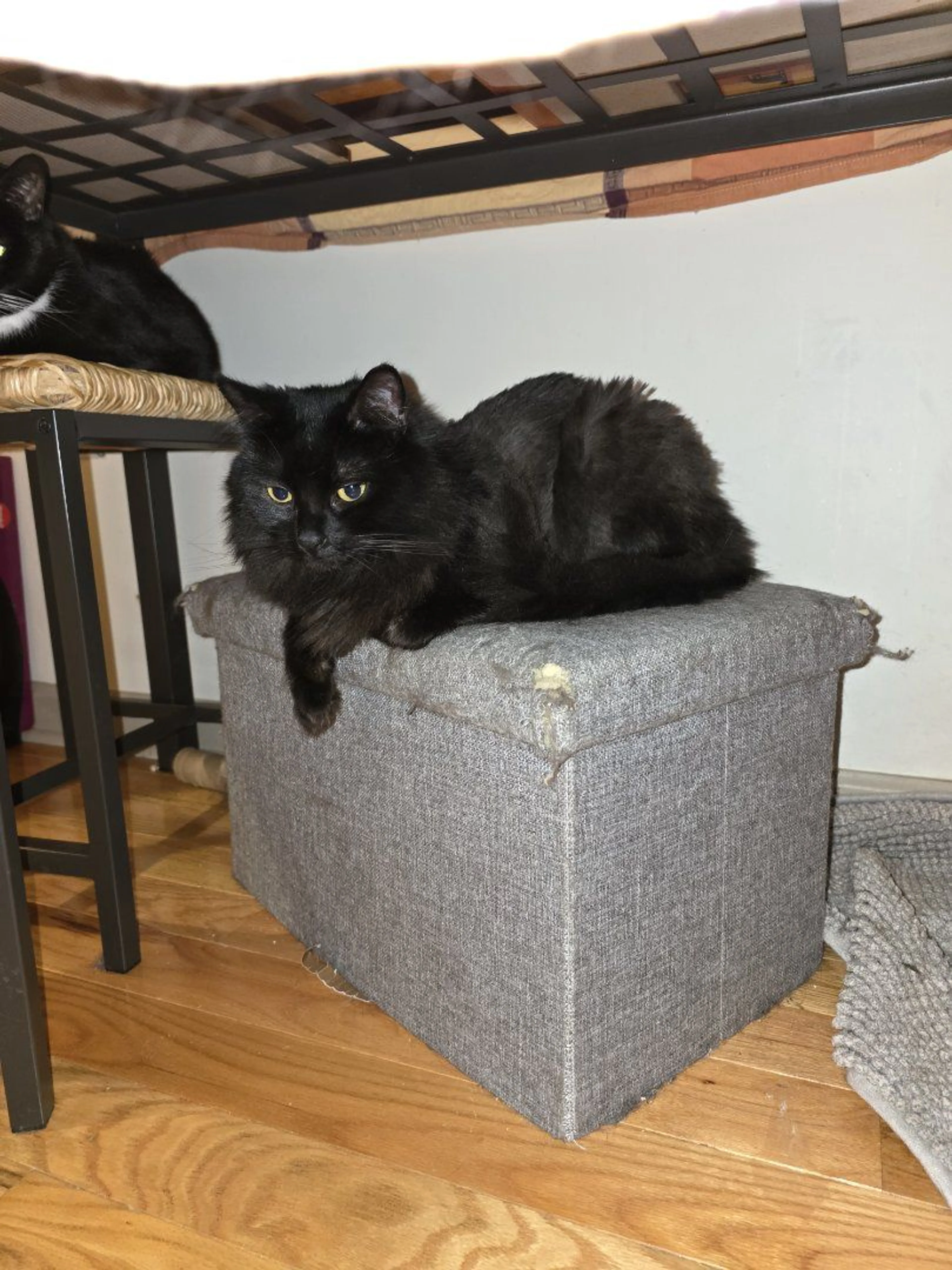 Lost pet-3
