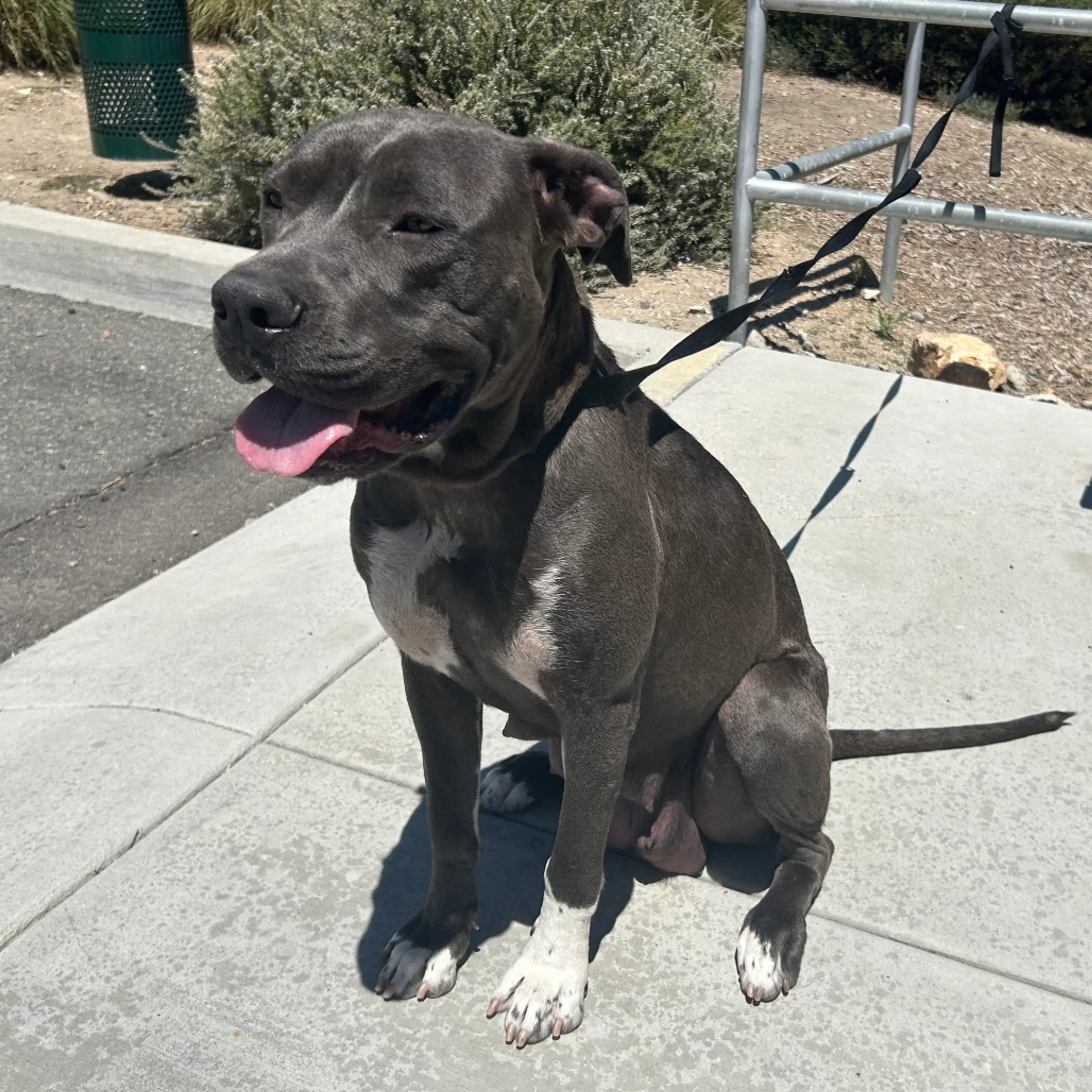 Found pet-3