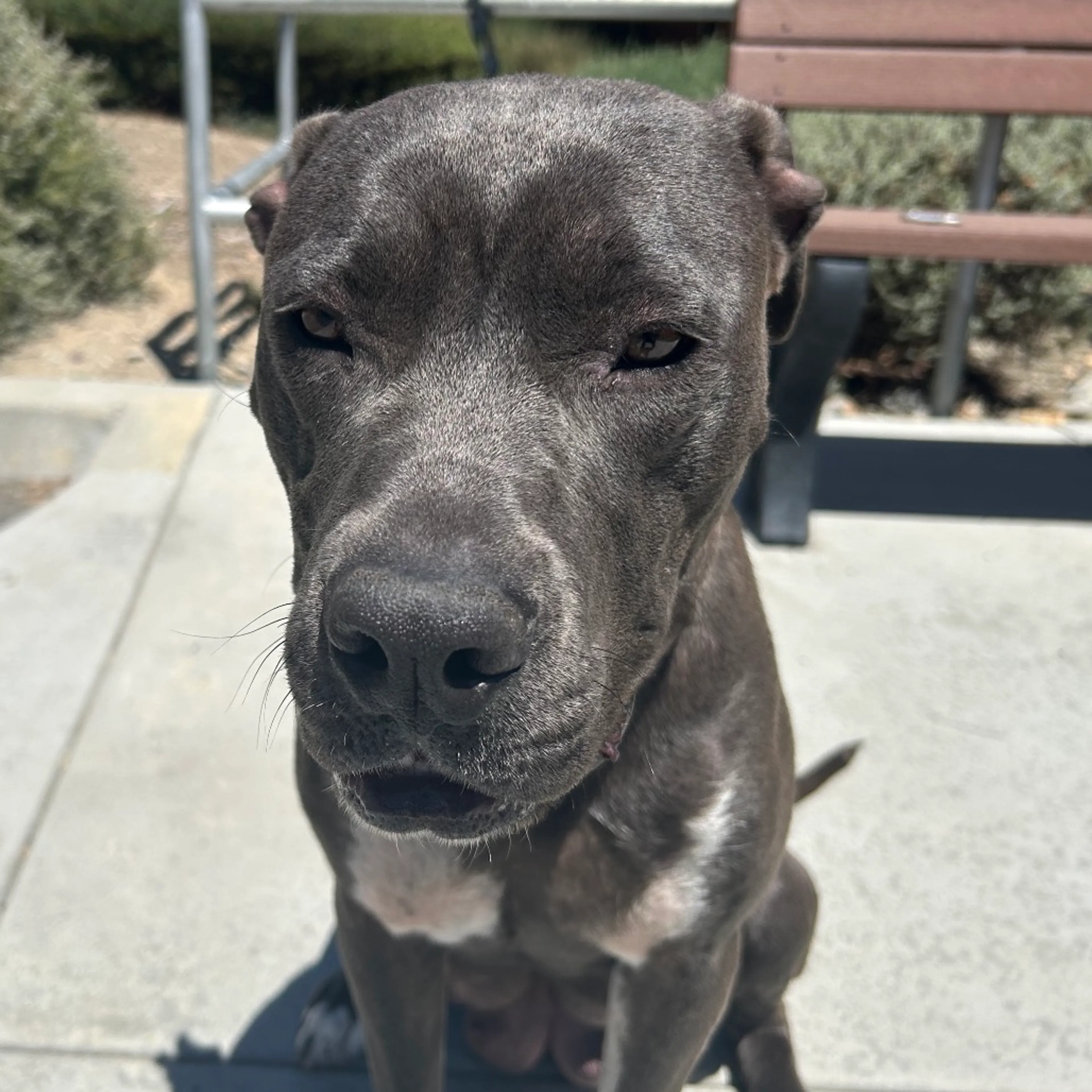 Found pet-4