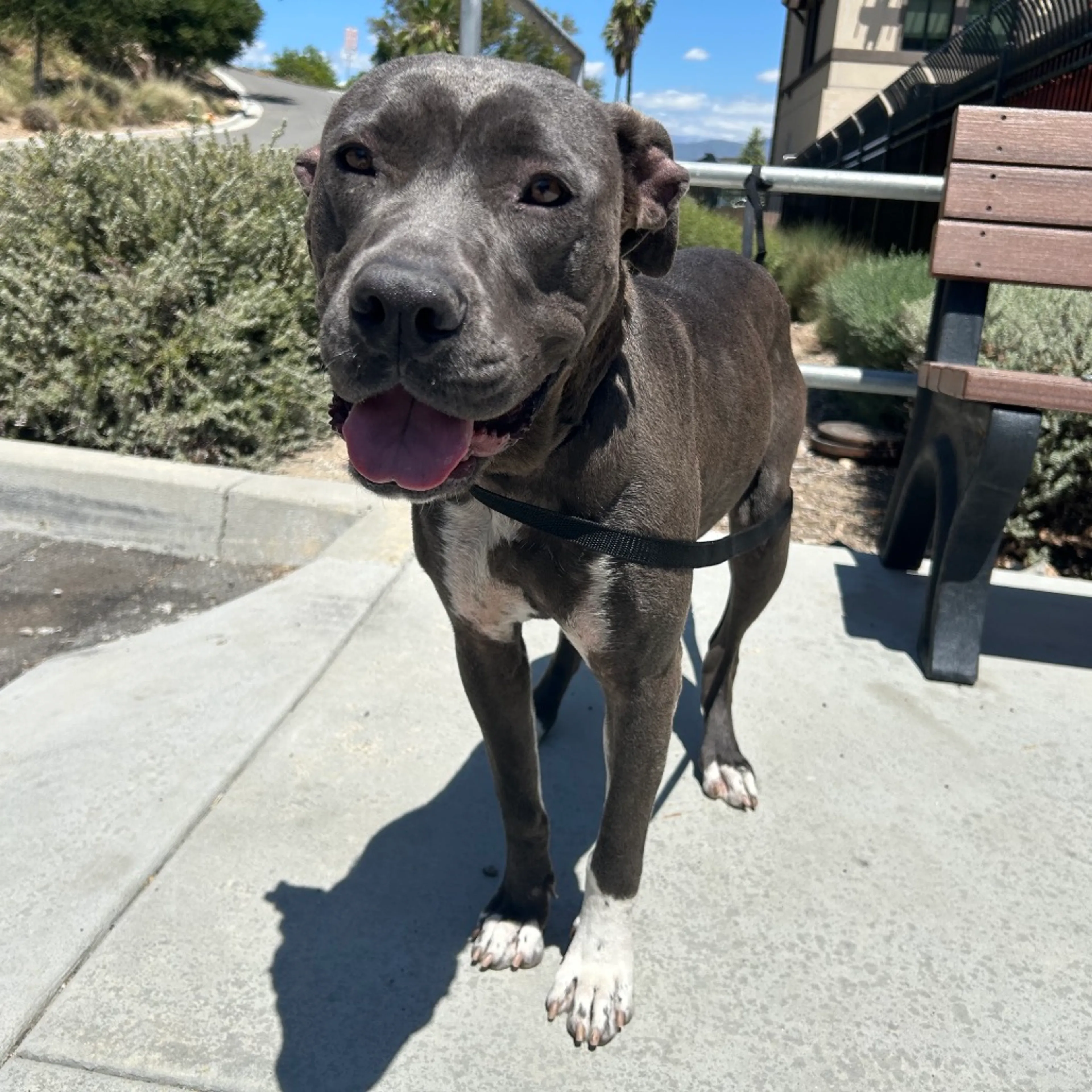 Found pet-2