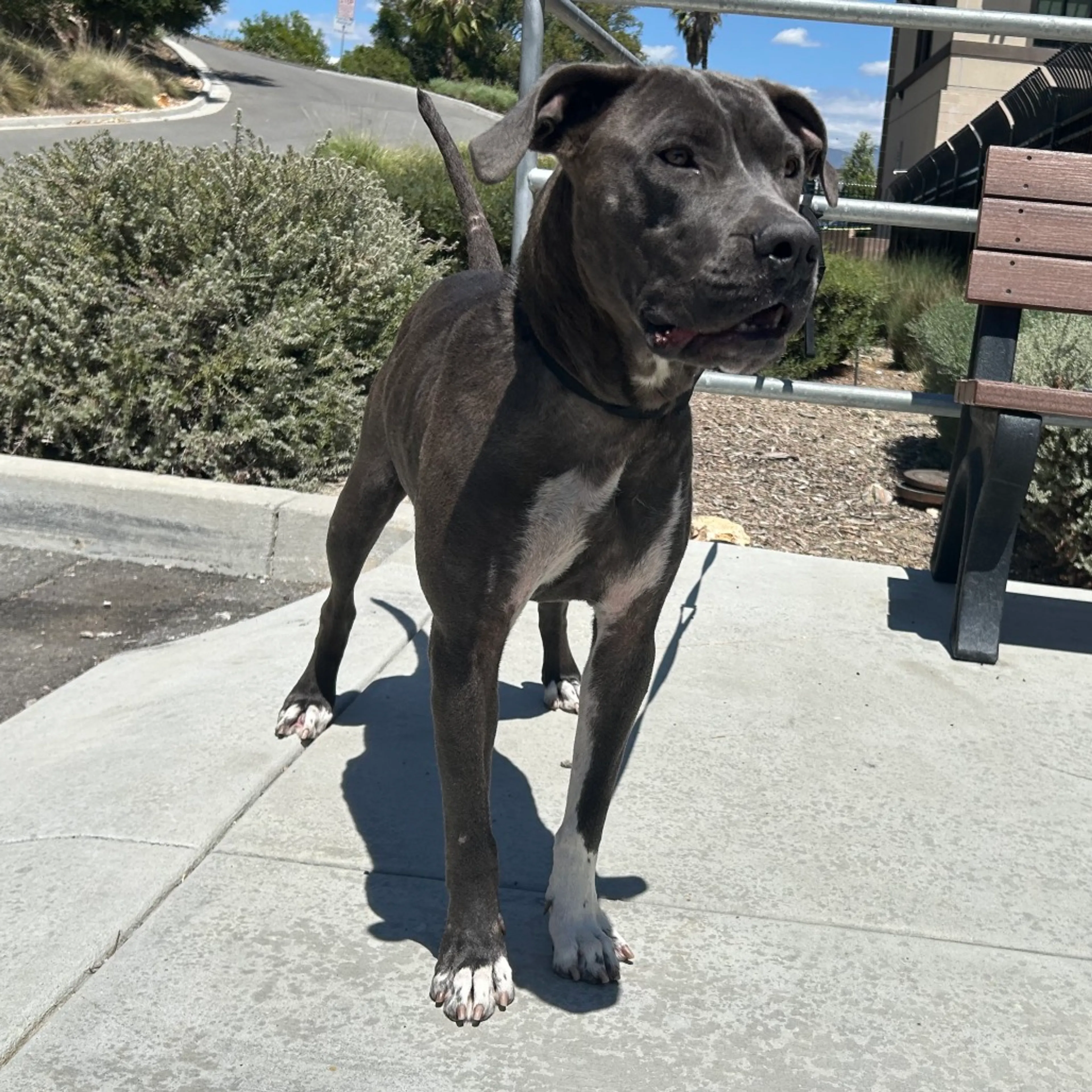 Found pet-1