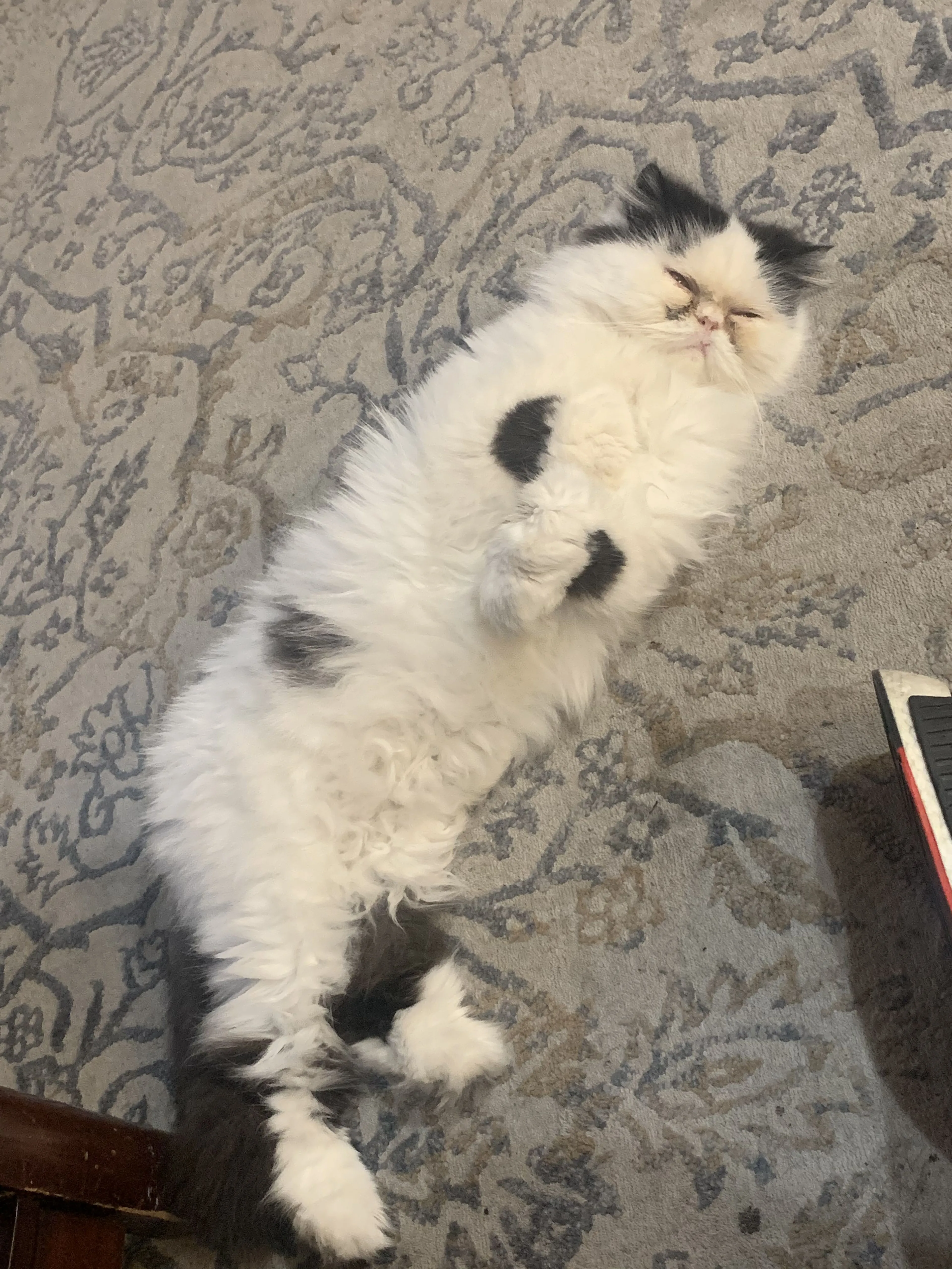 Lost pet-2