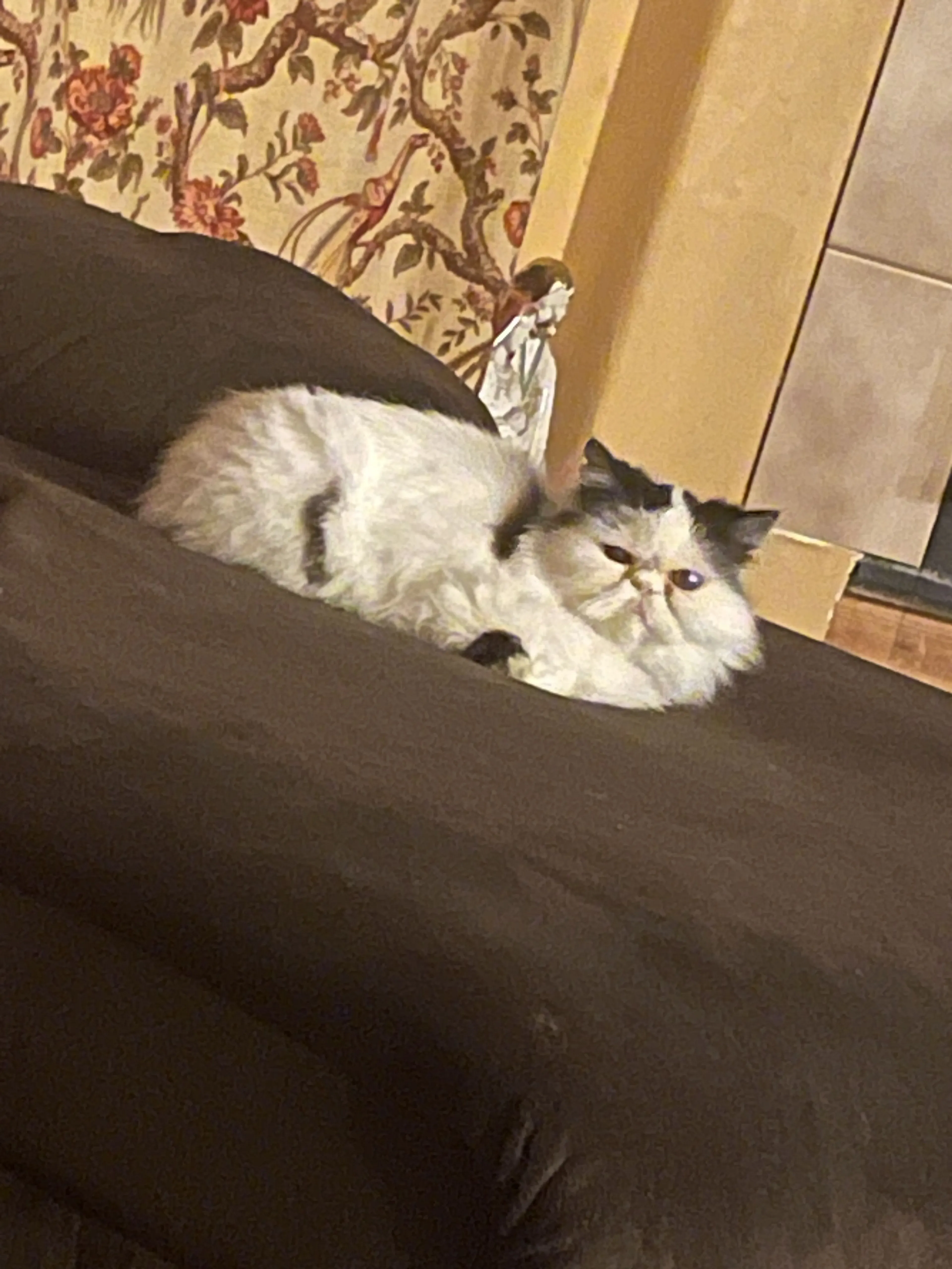 Lost pet-1