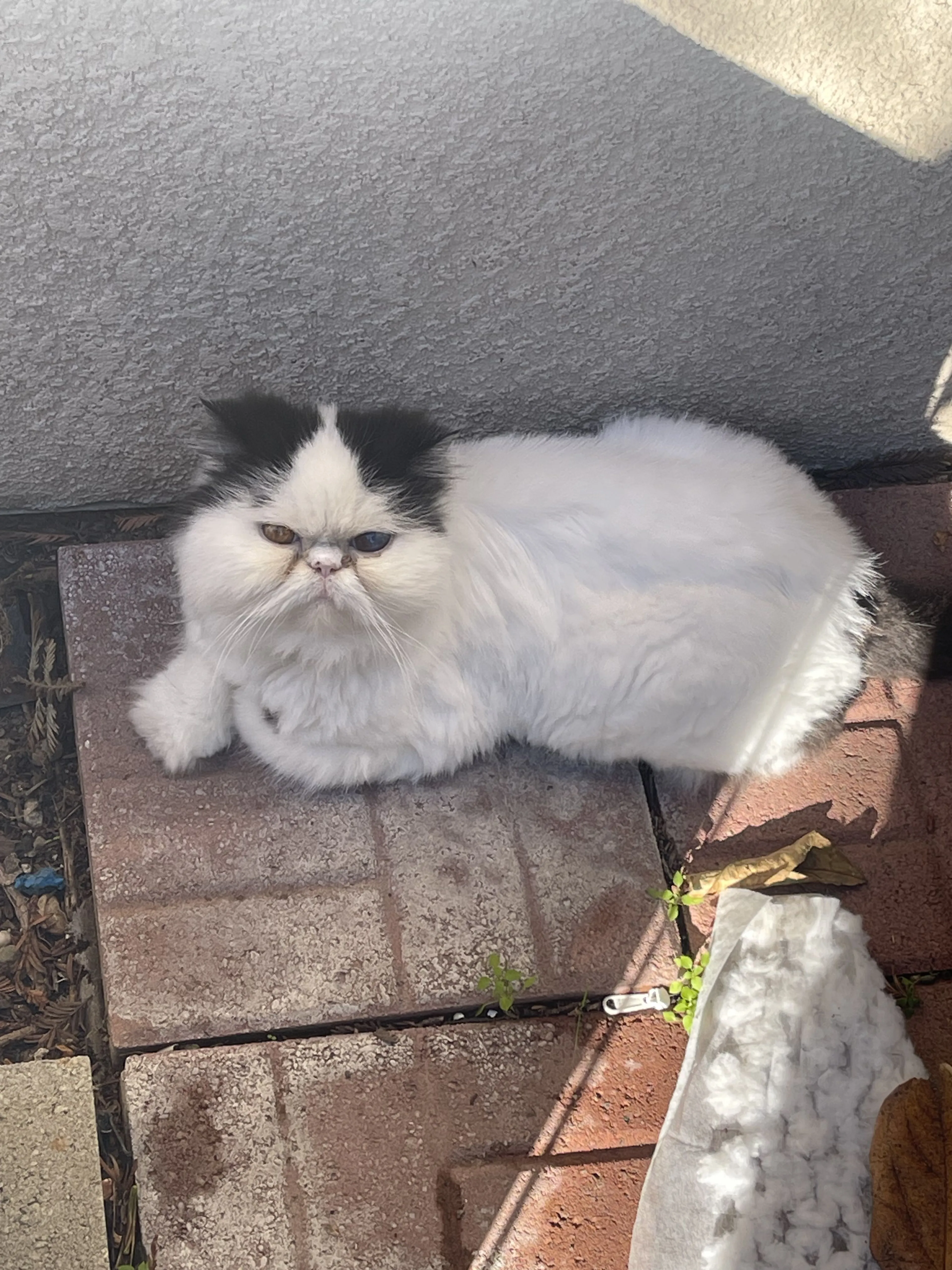 Lost pet-0