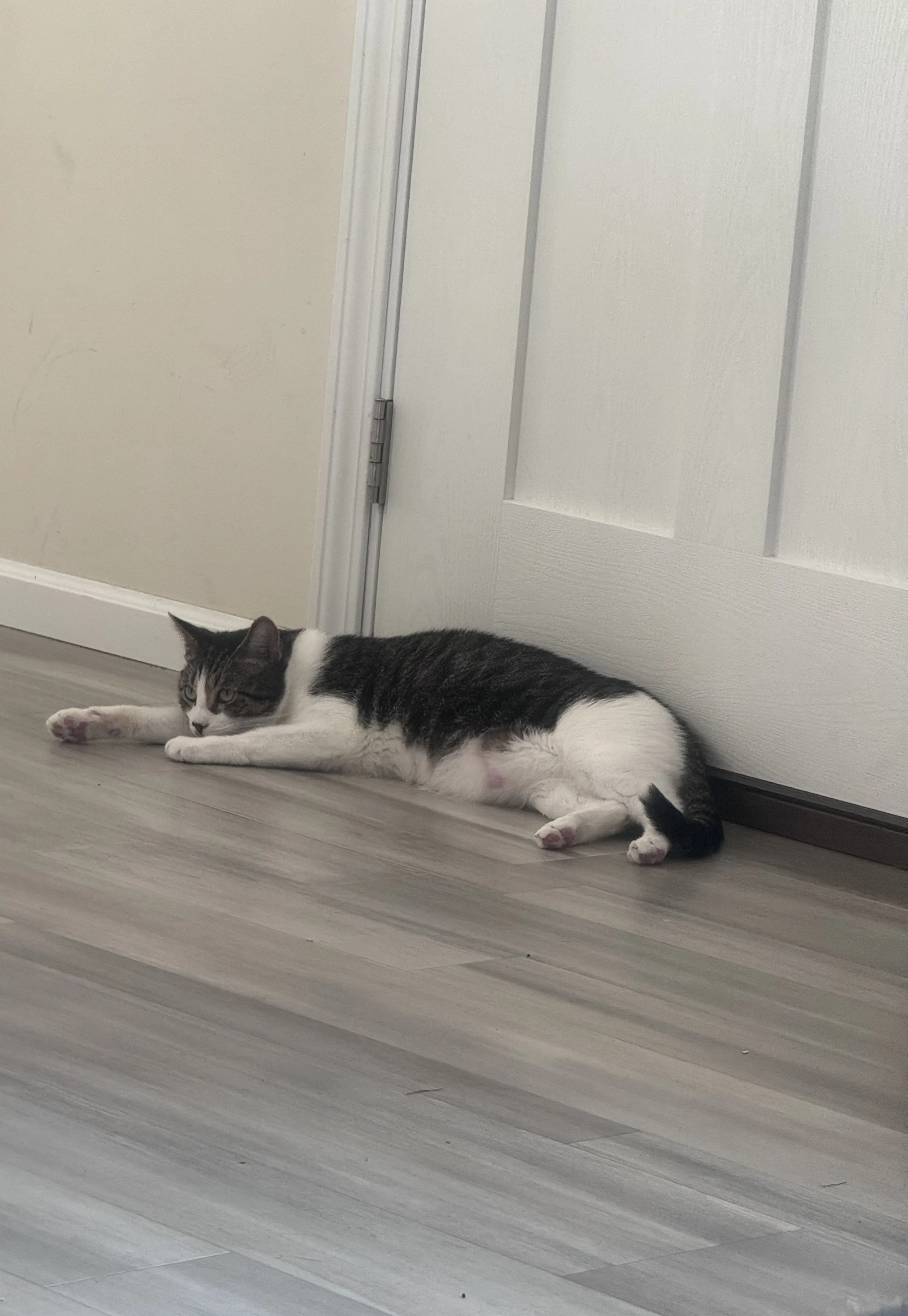 Lost pet-1