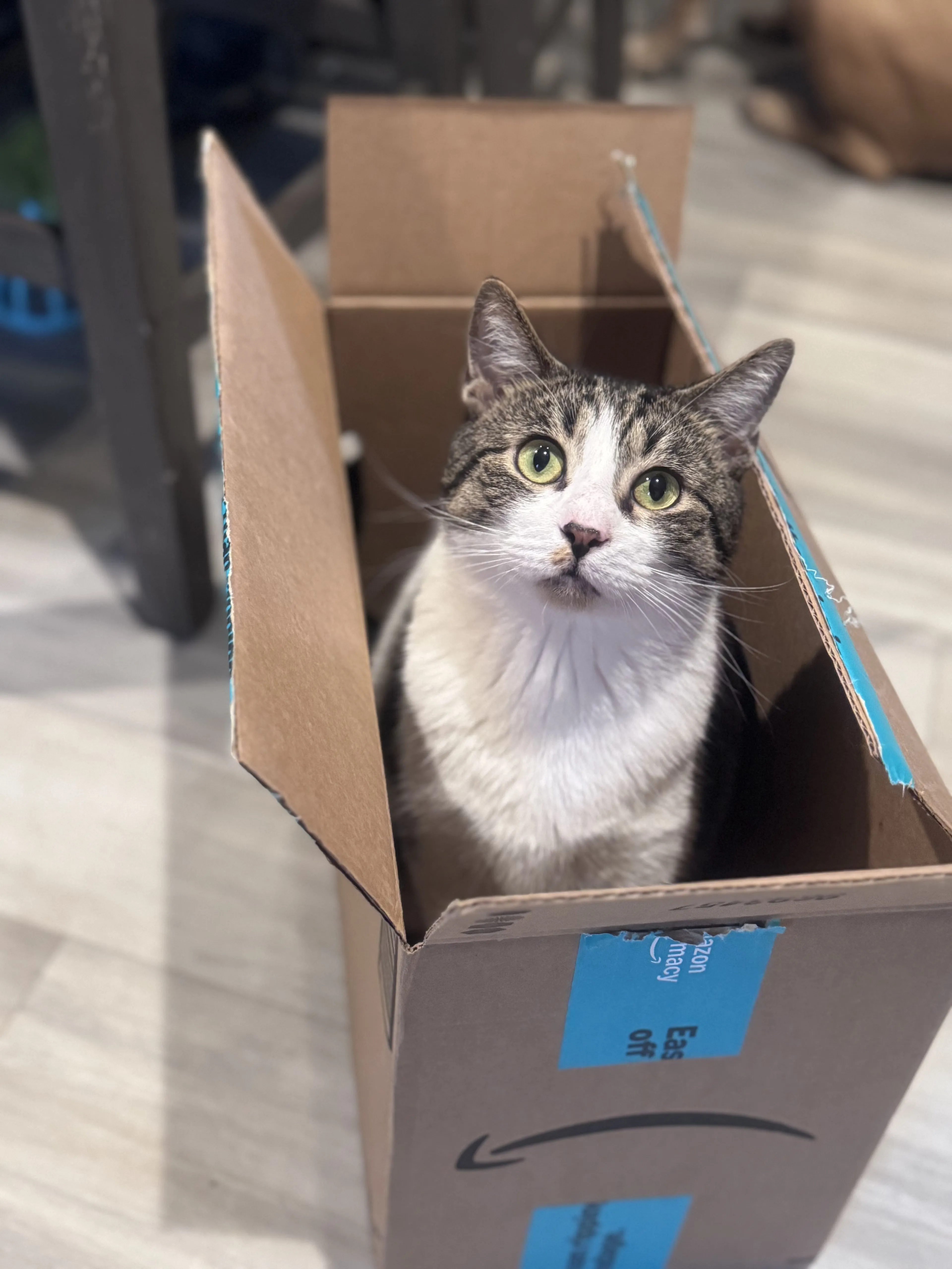 Lost pet-2