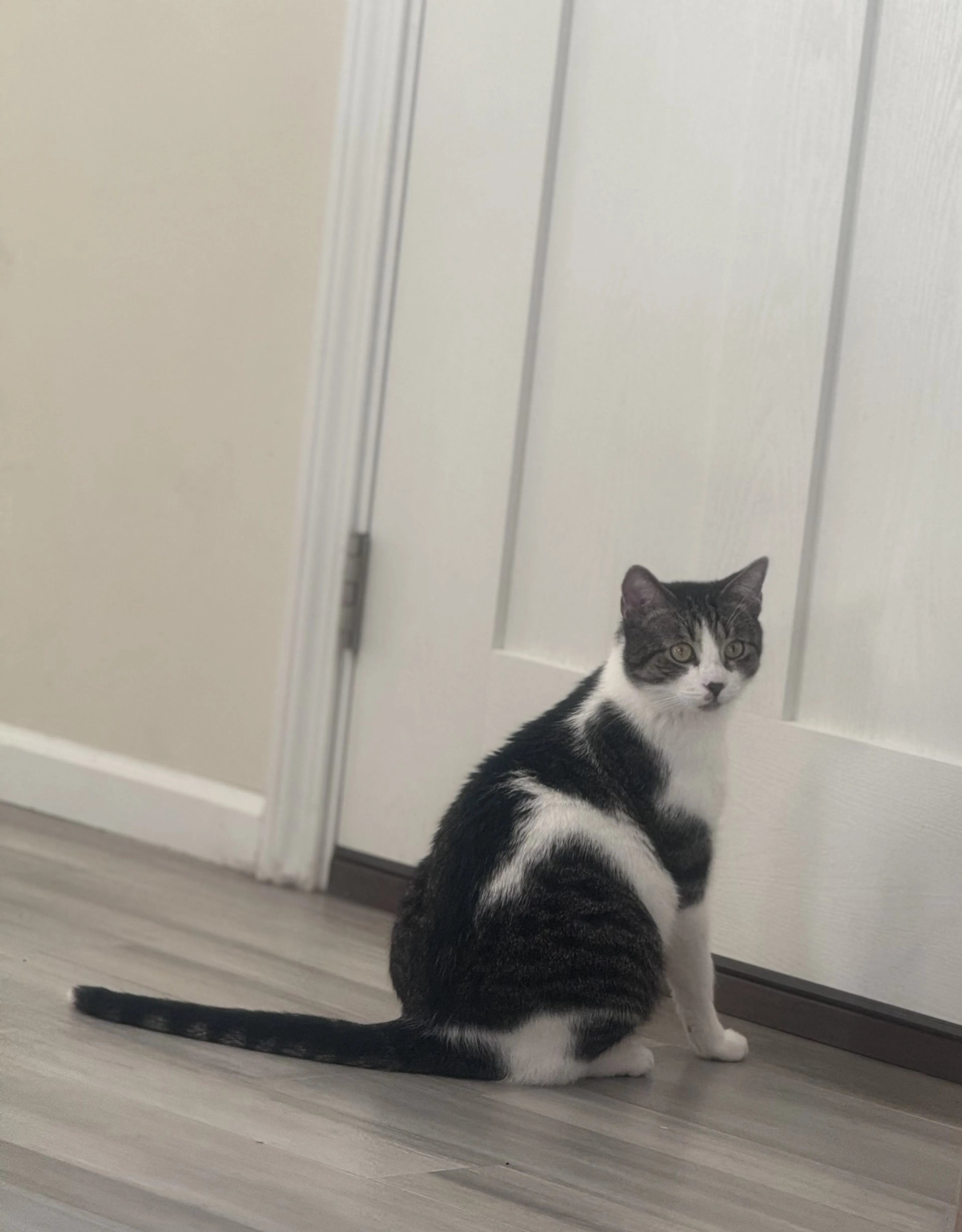Lost pet-0