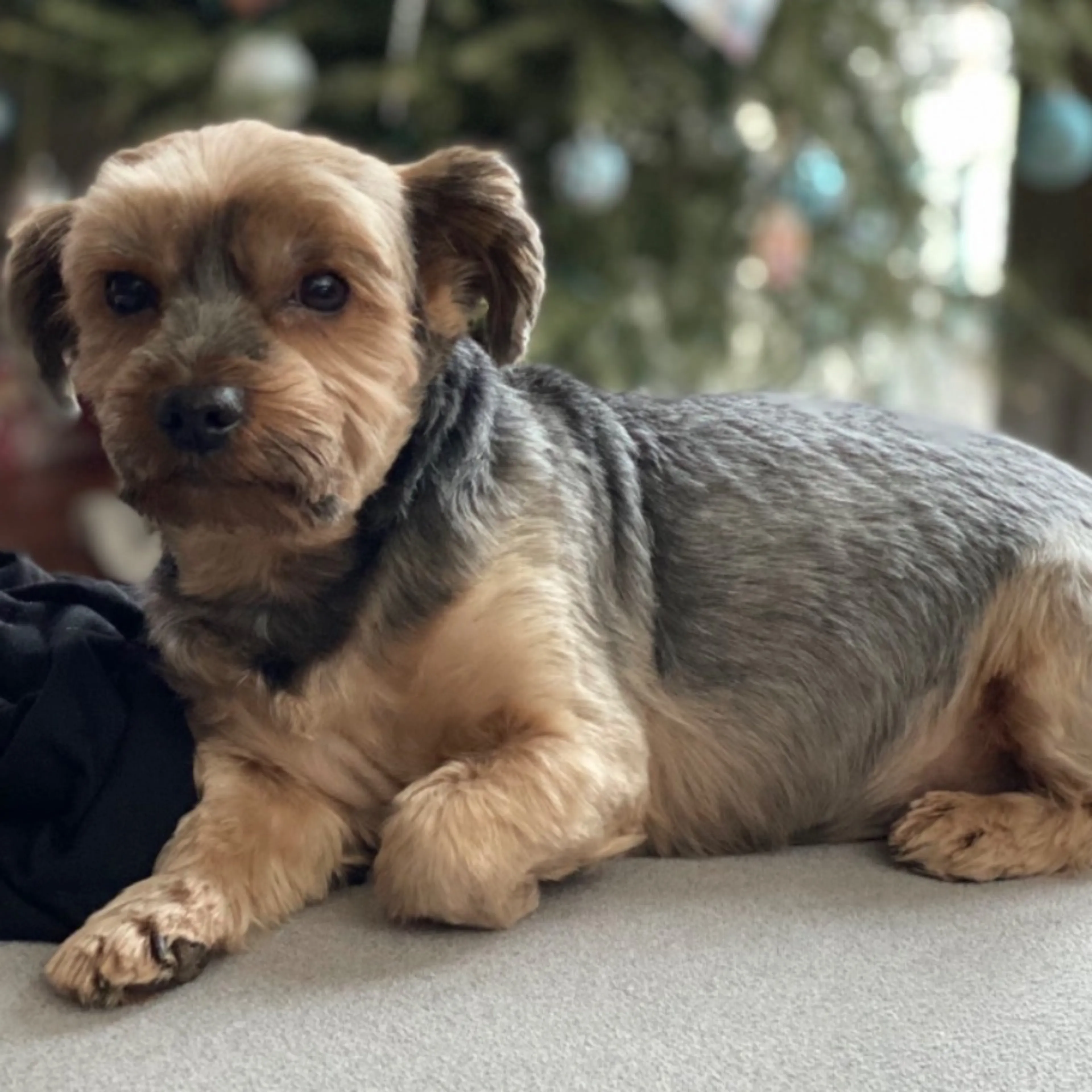 Lost pet