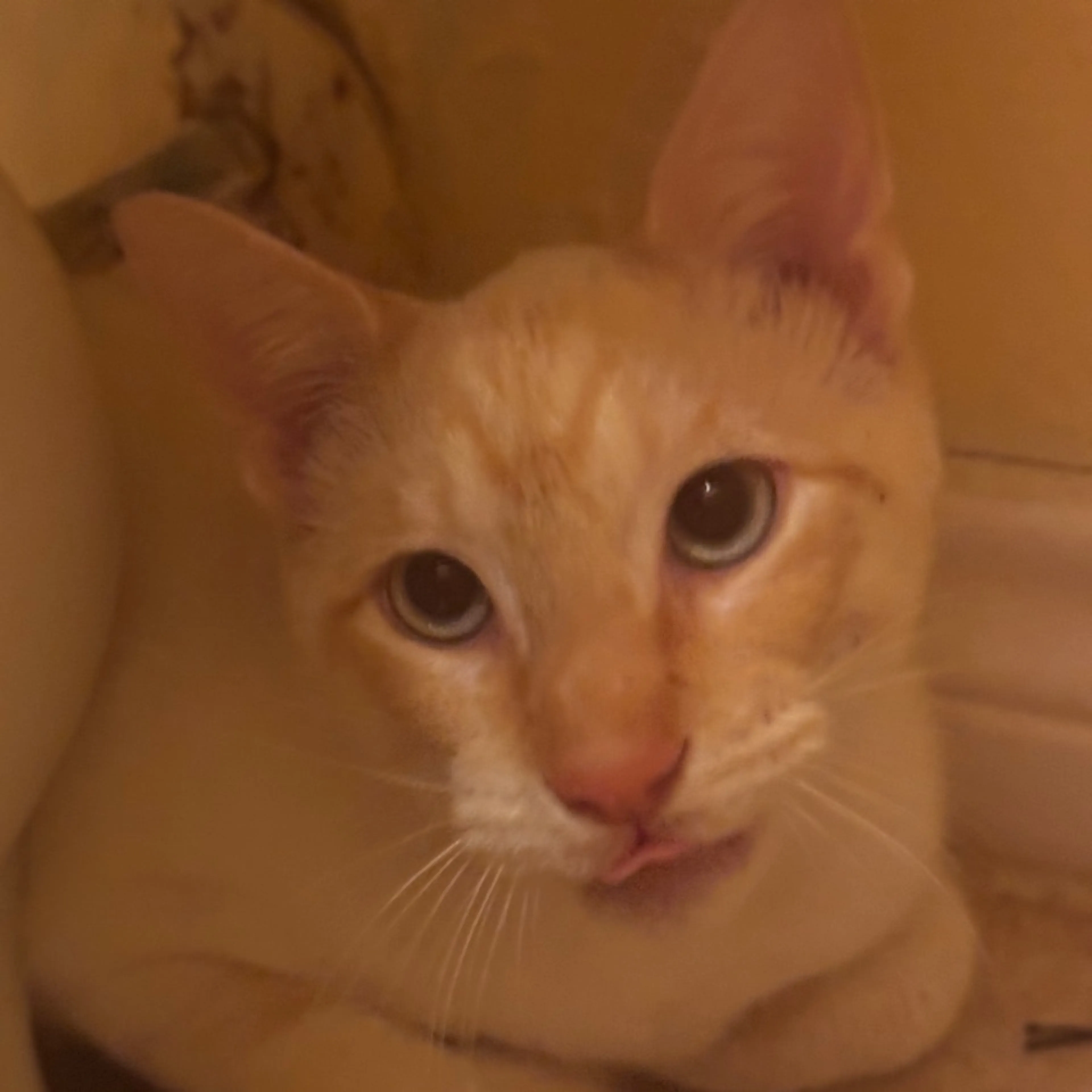 Found pet