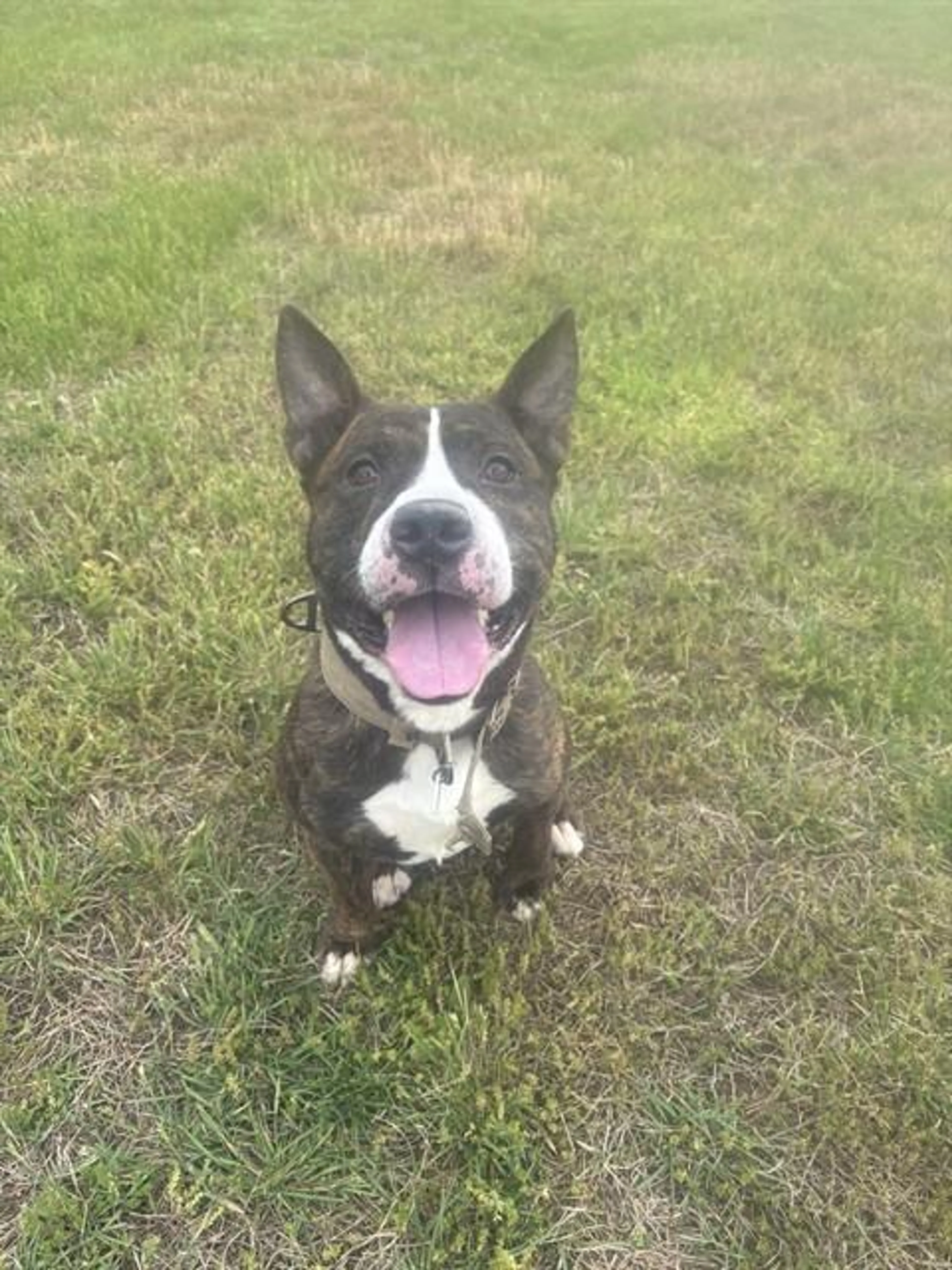 Found pet