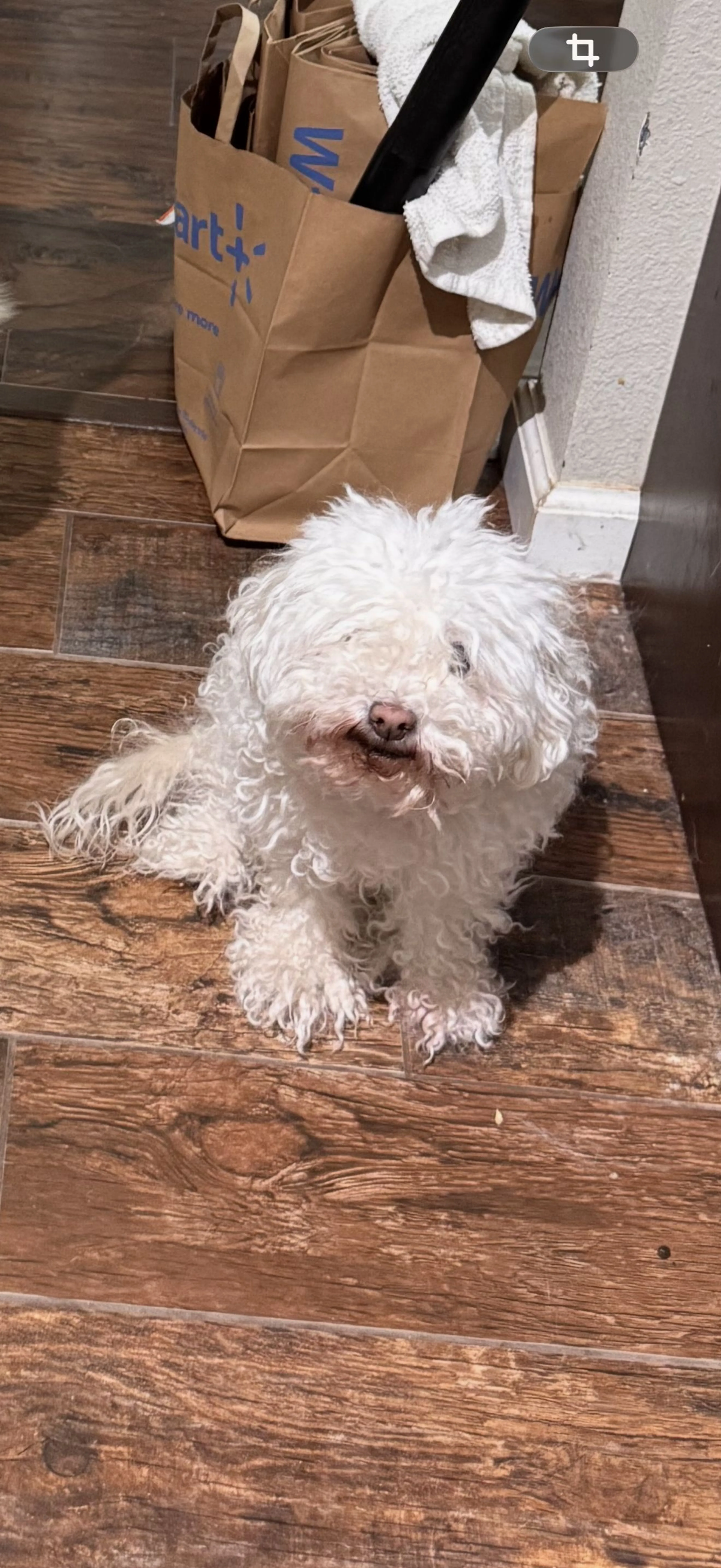 Lost pet
