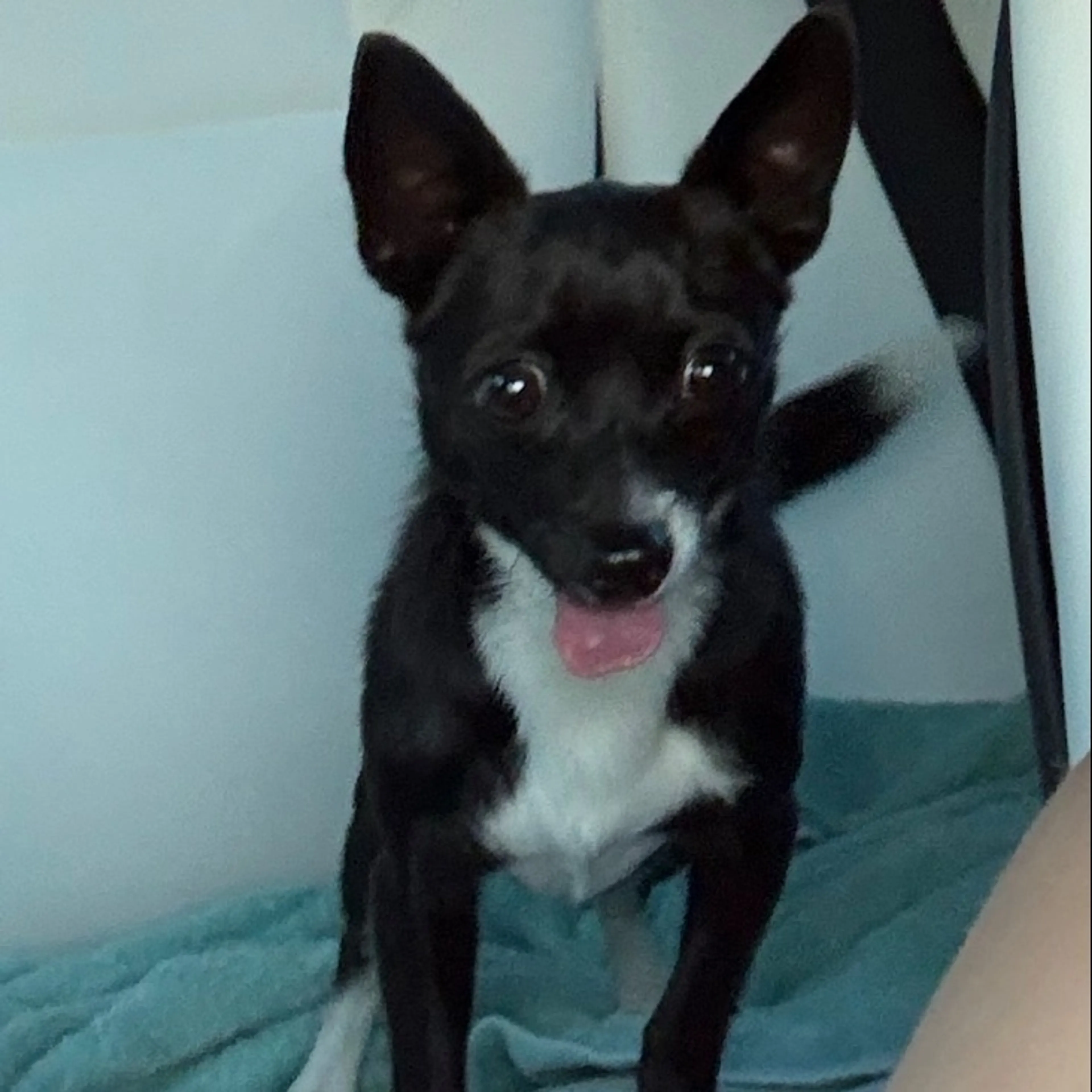 Found pet