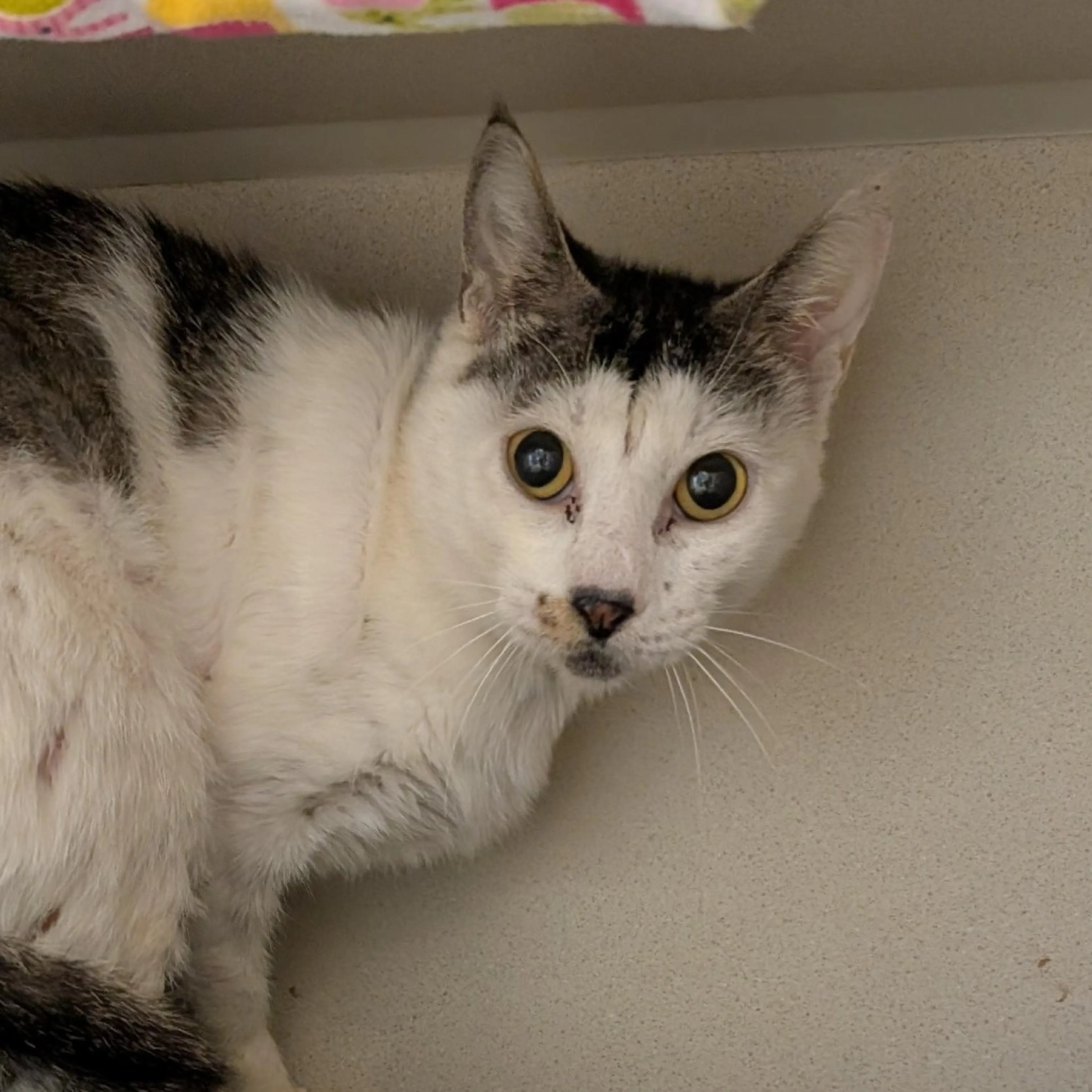 Found pet-1