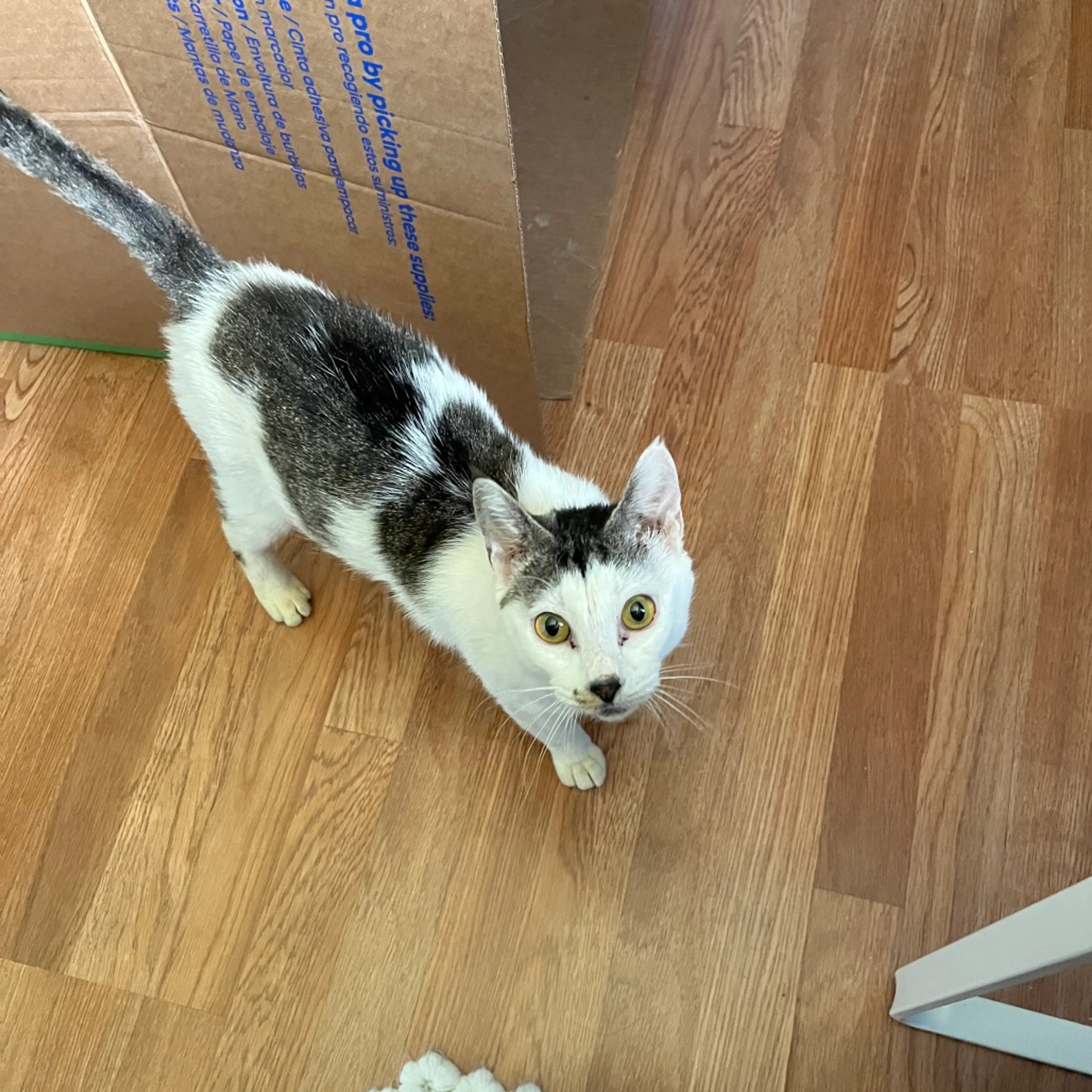 Found pet-0