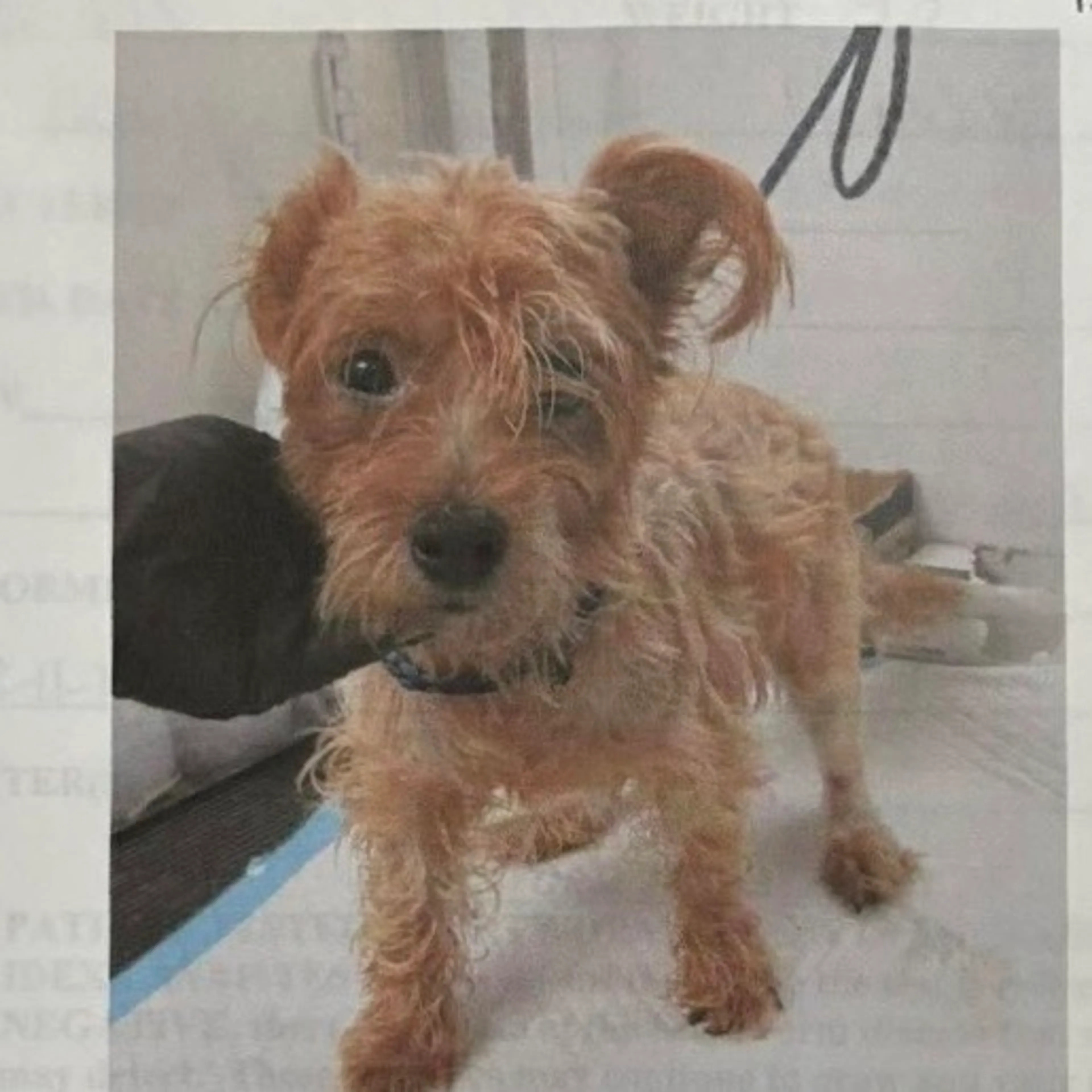 Found pet