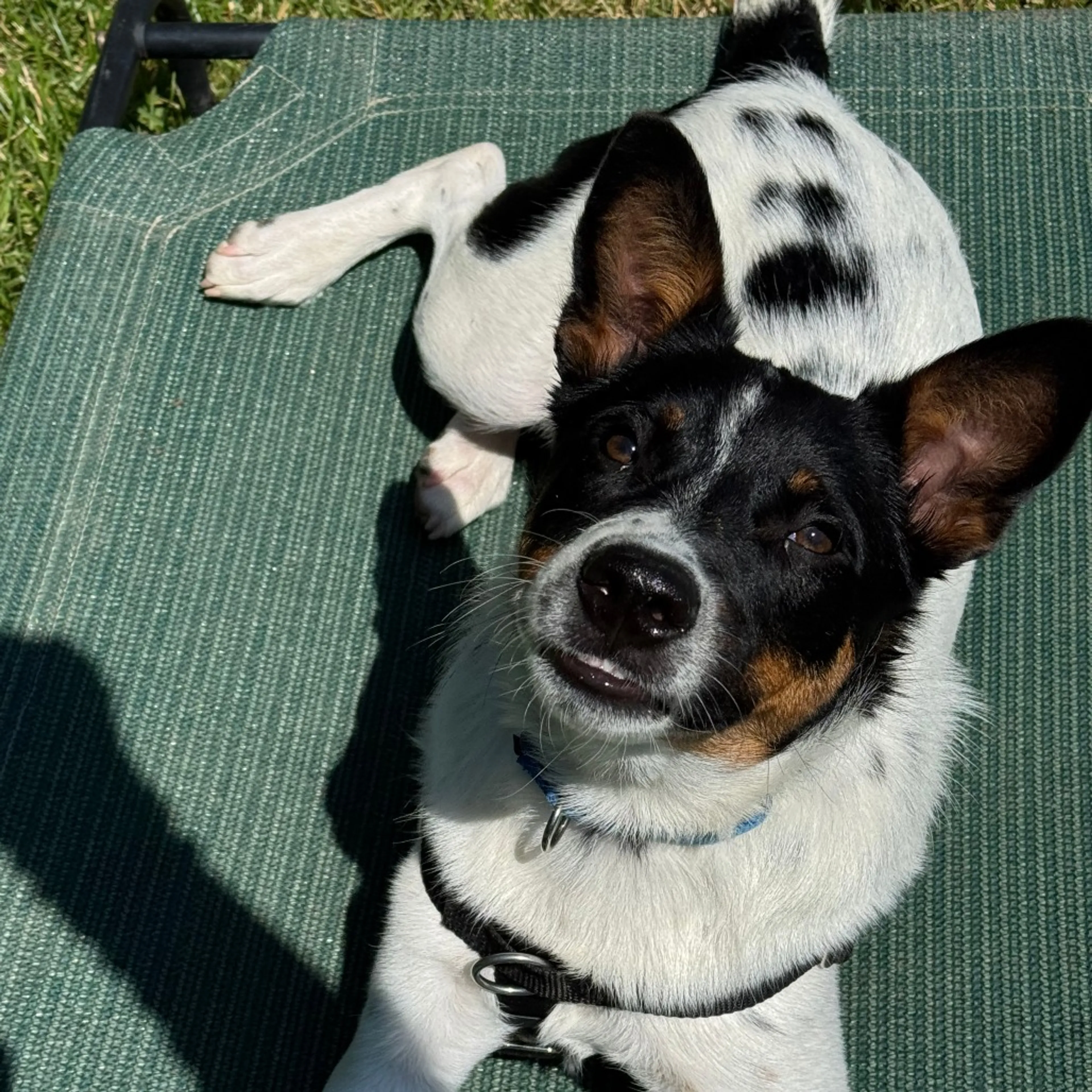 cdn image