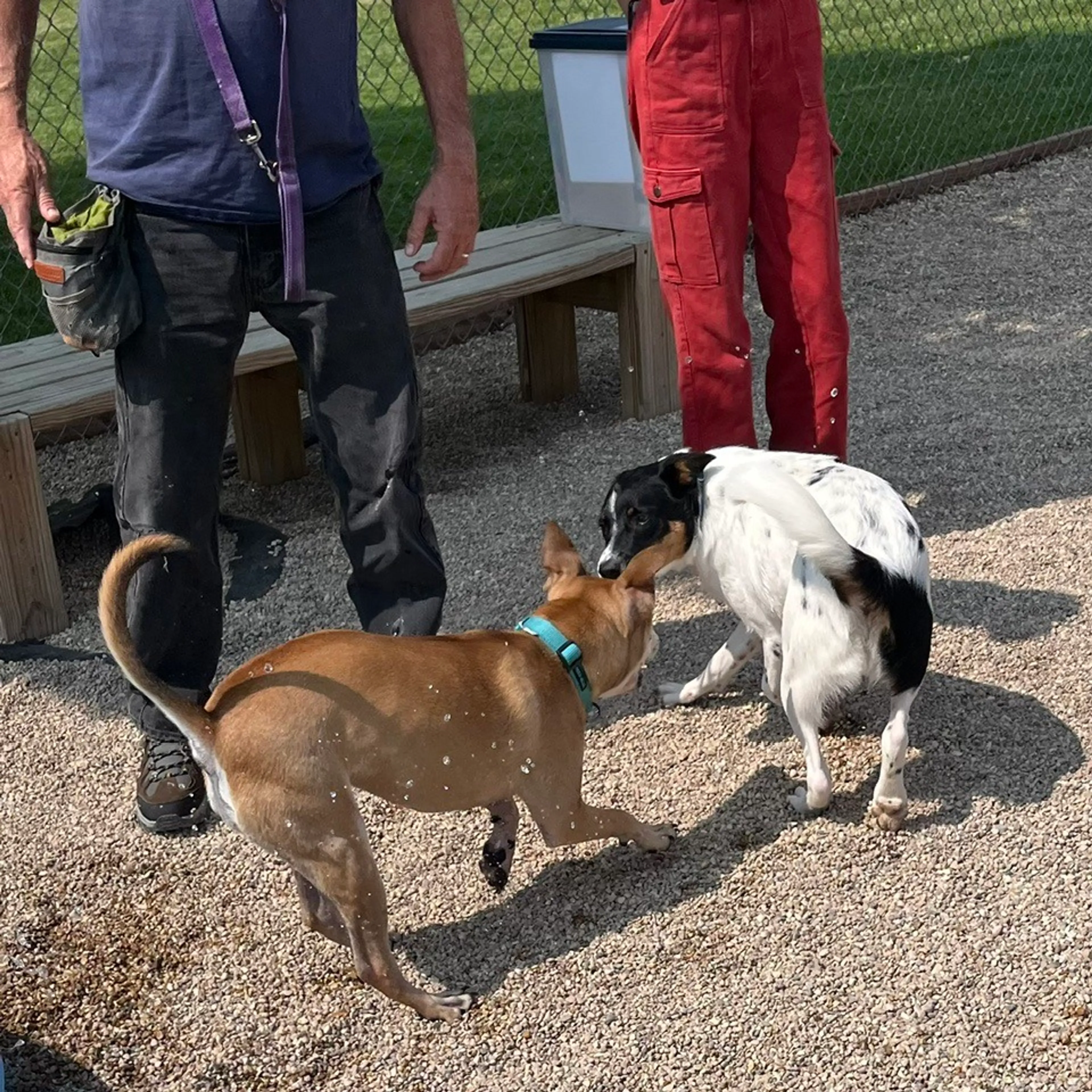 cdn image