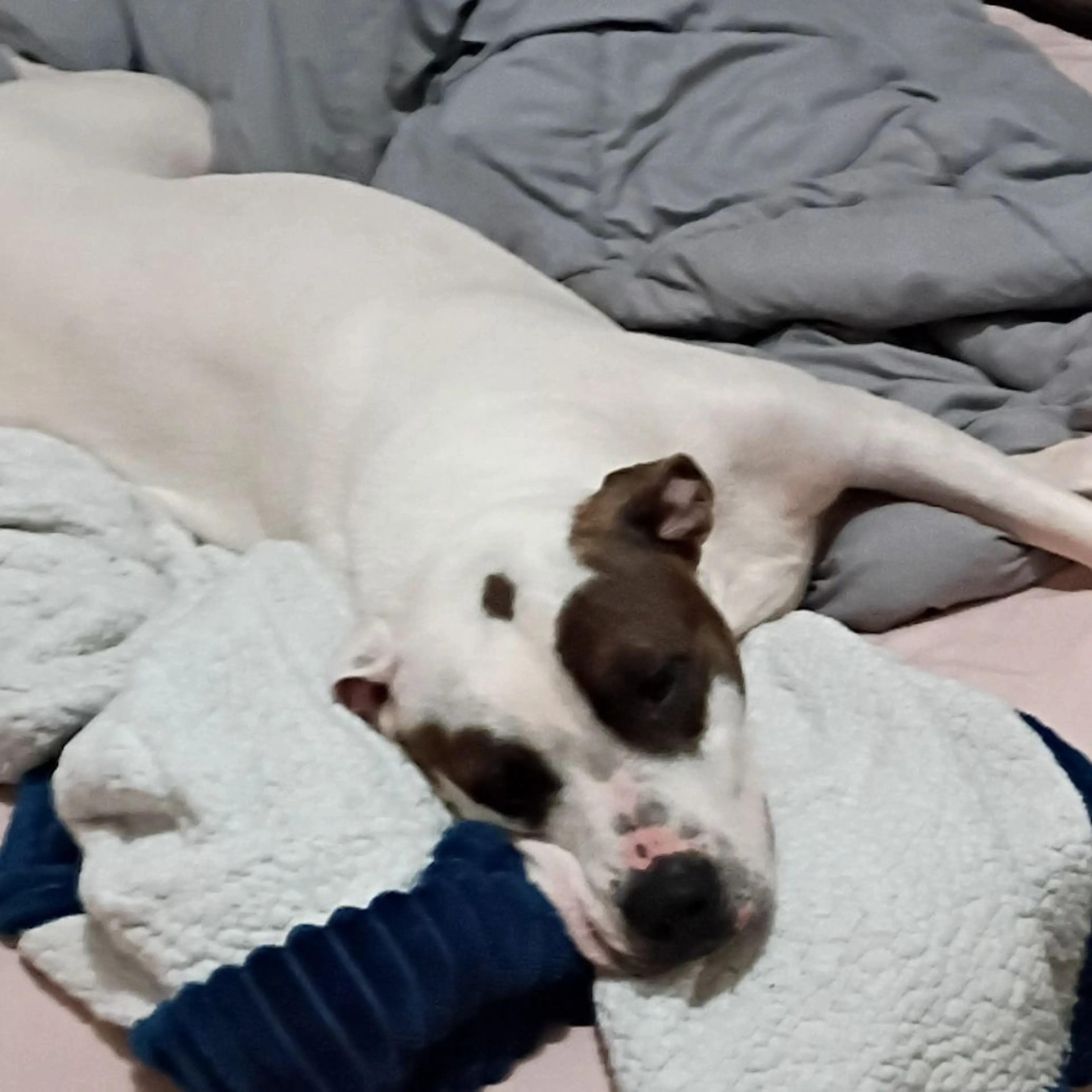 Lost pet