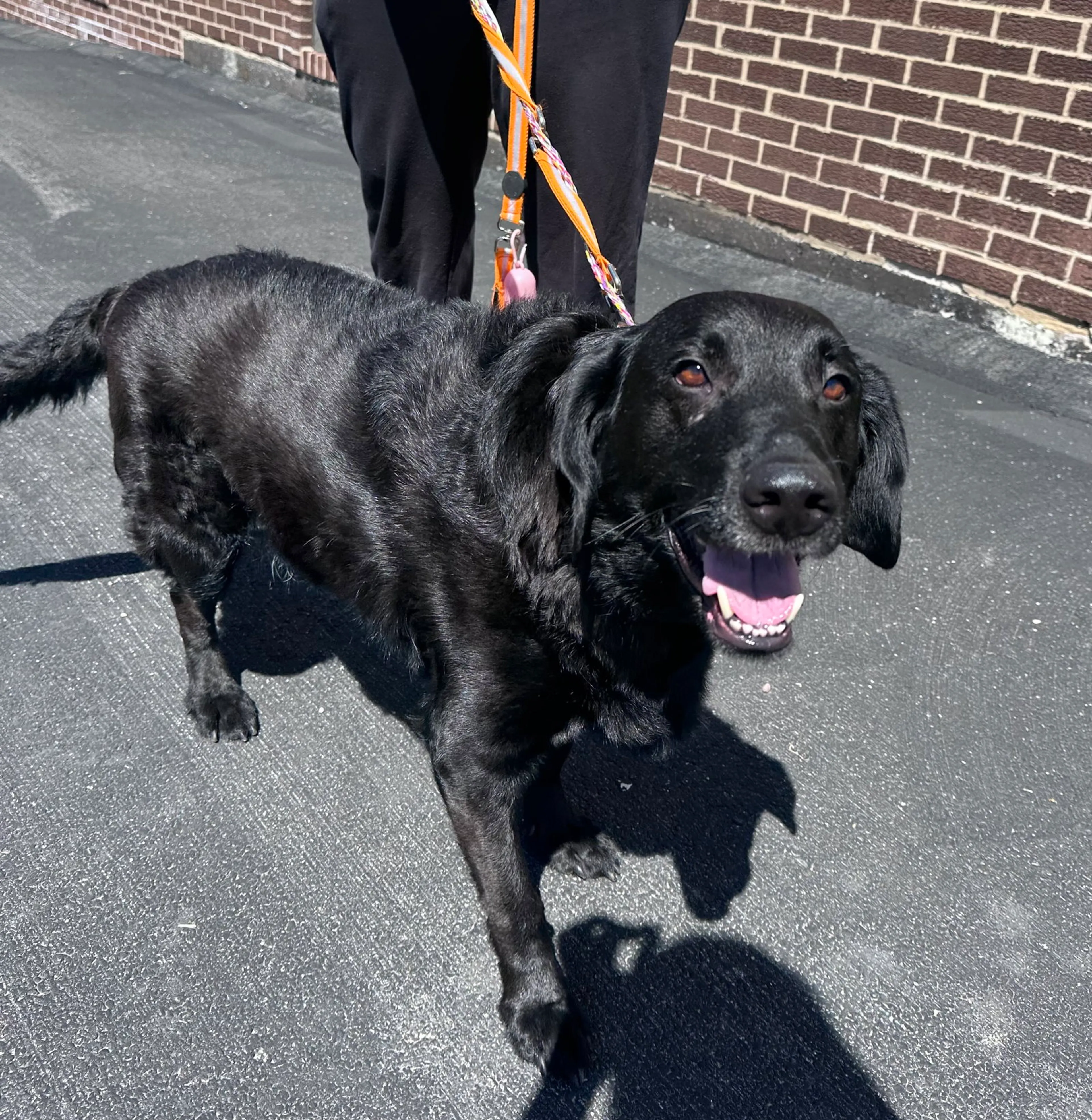 Found pet-1