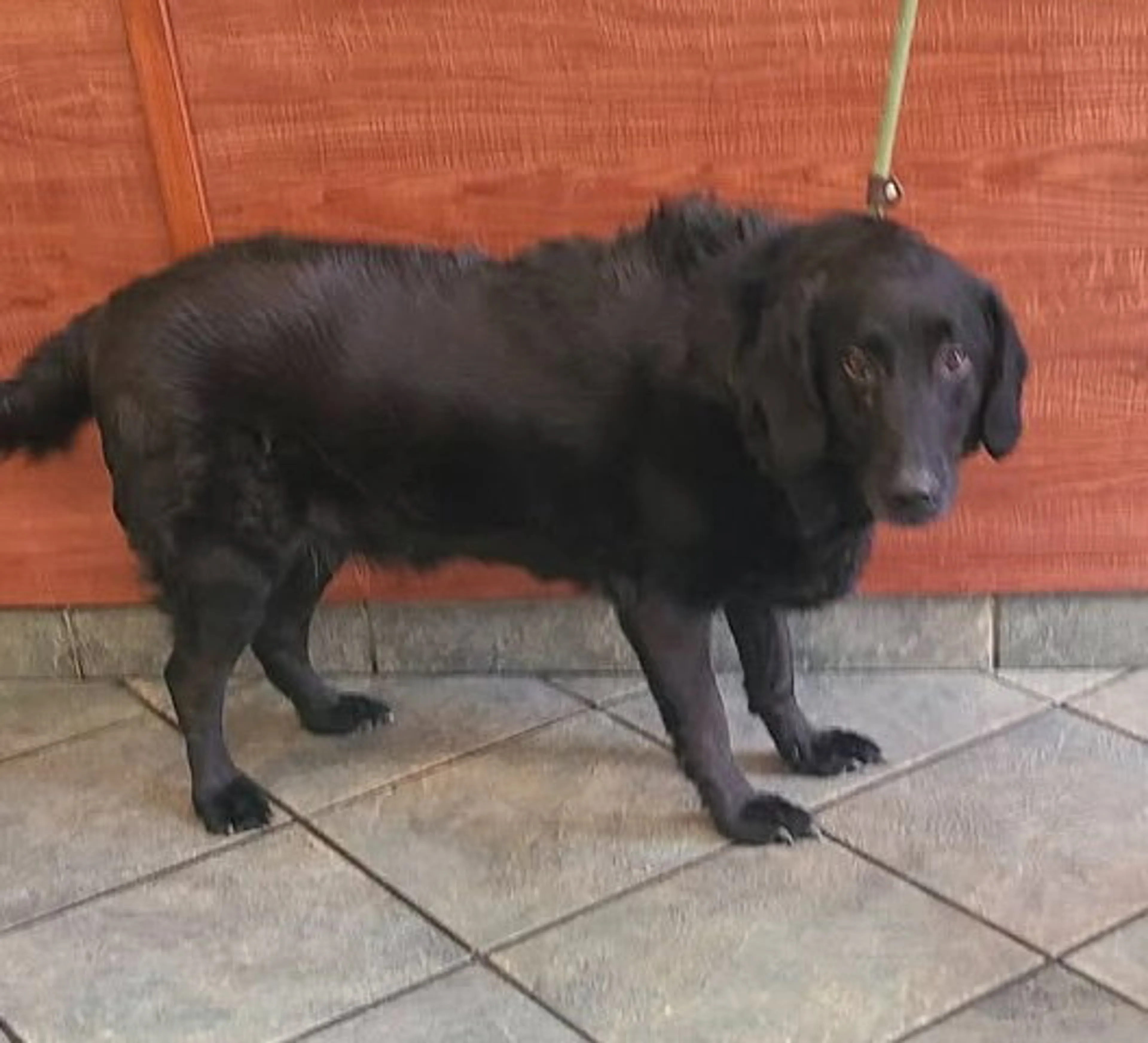 Found pet-2