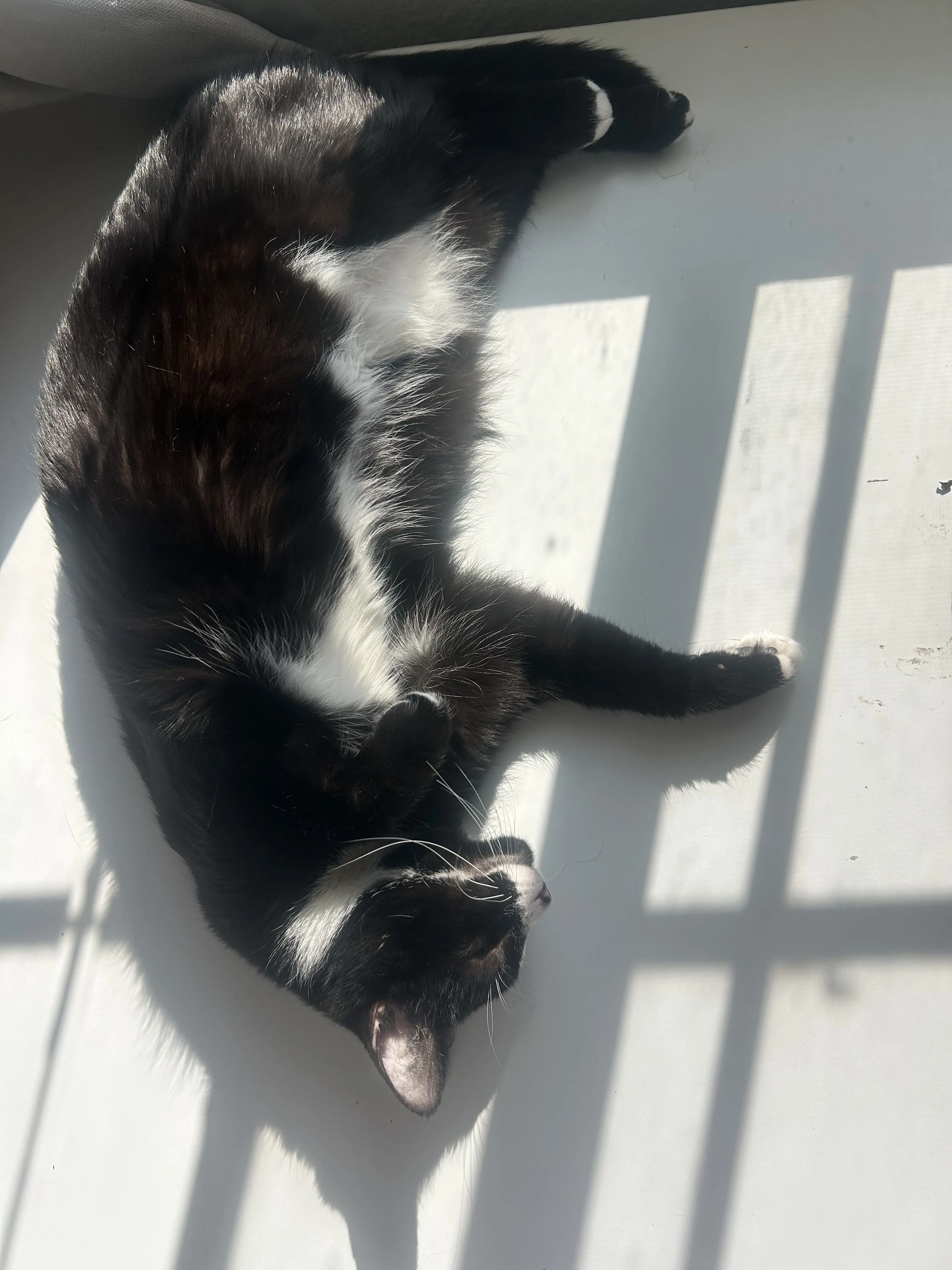 Lost pet