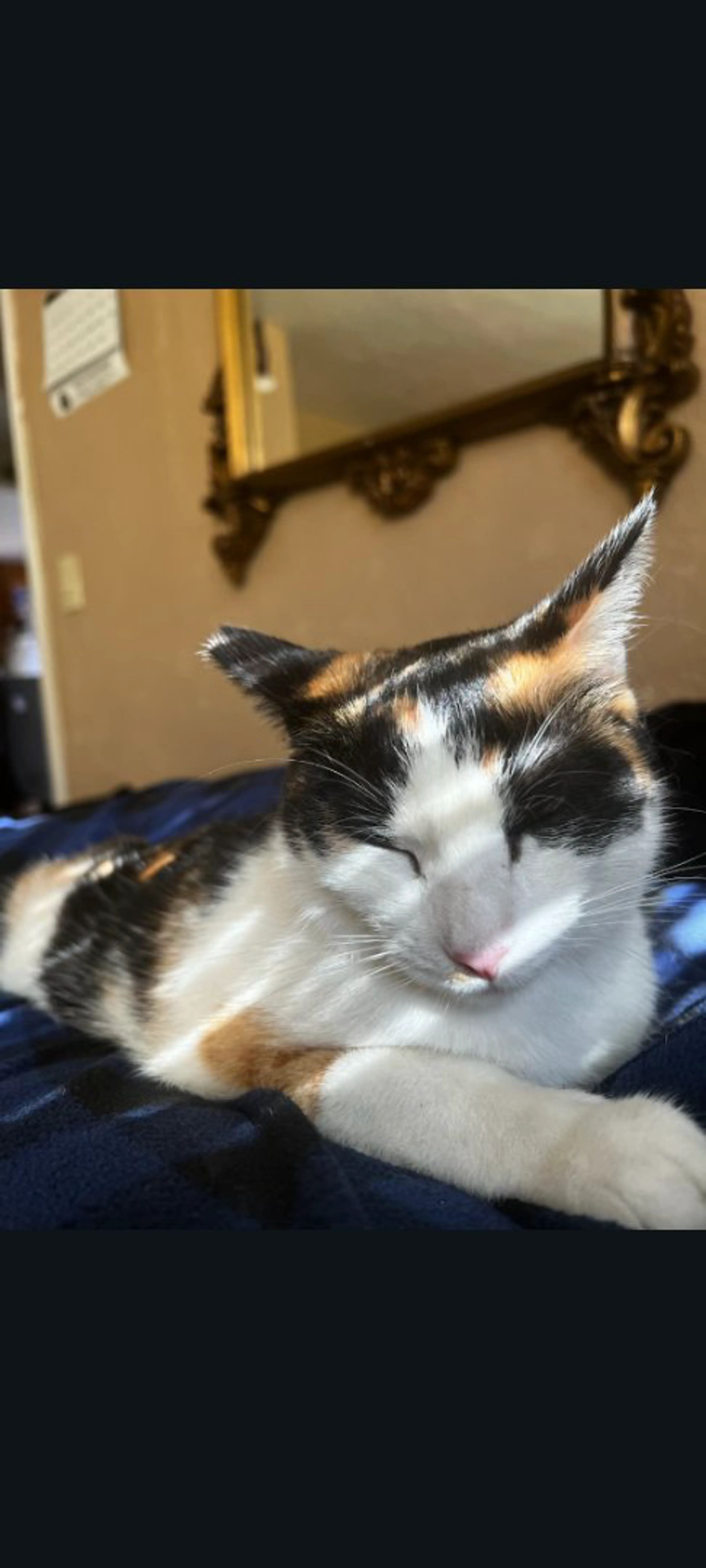 Lost pet