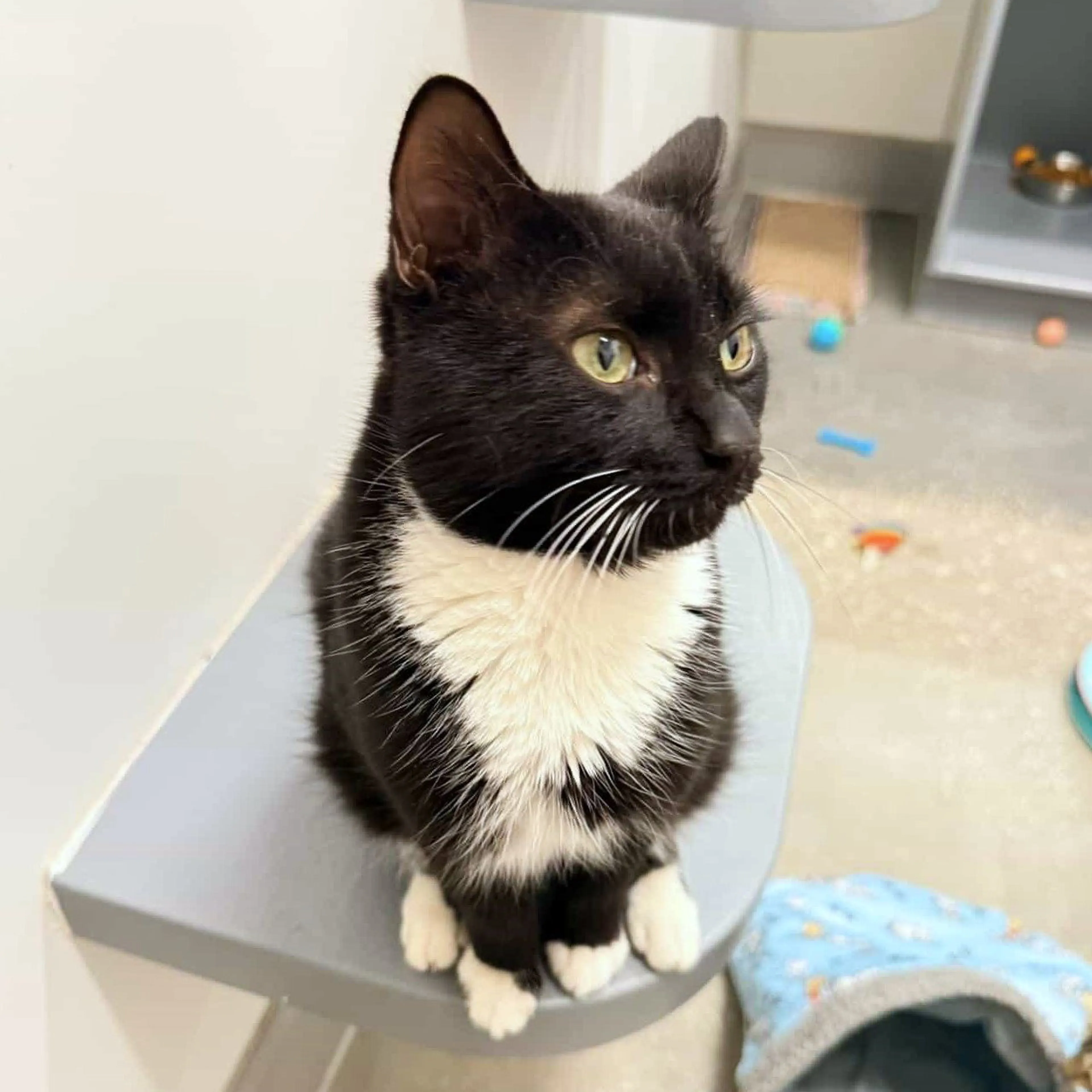 Found pet-3