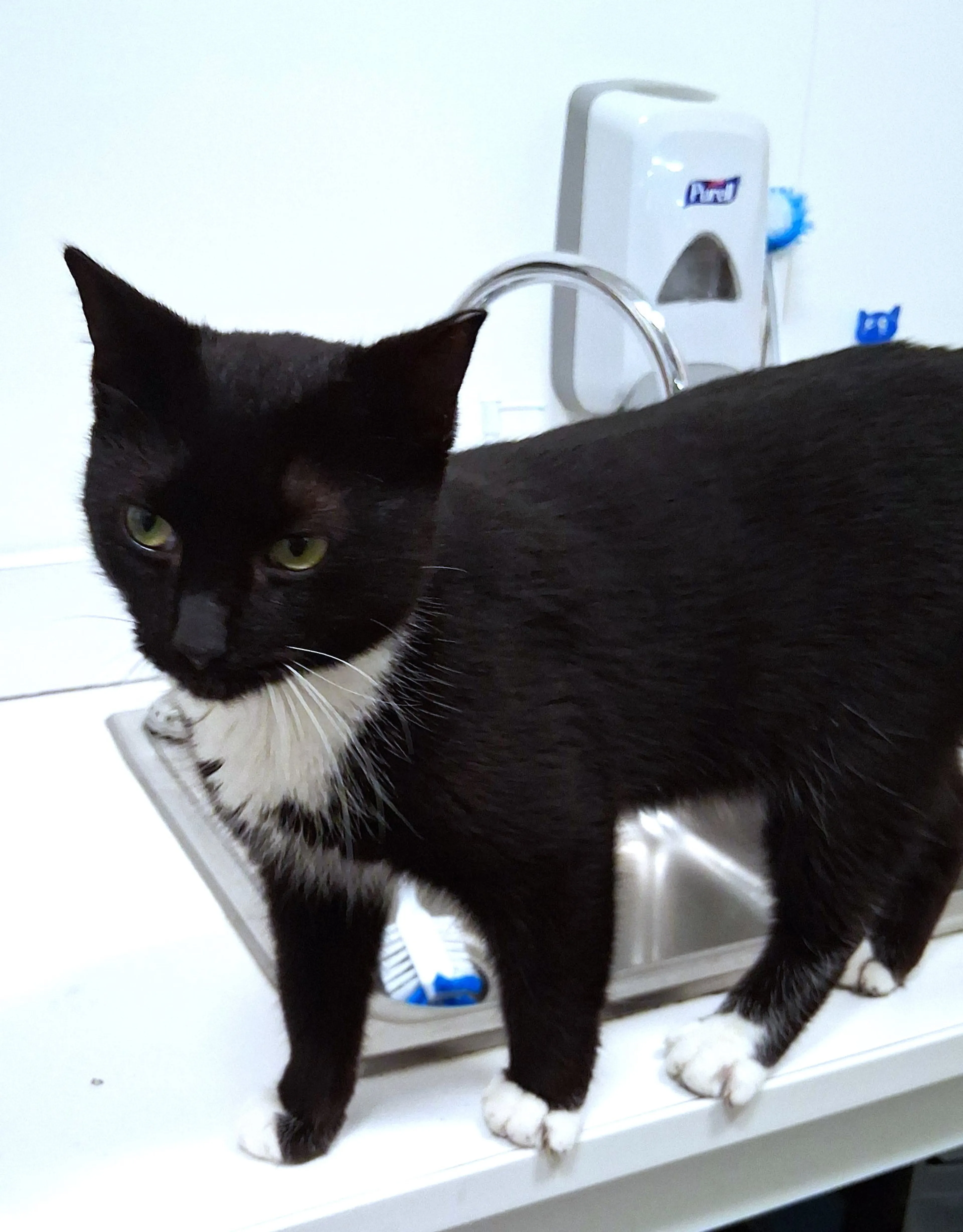 Found pet-1