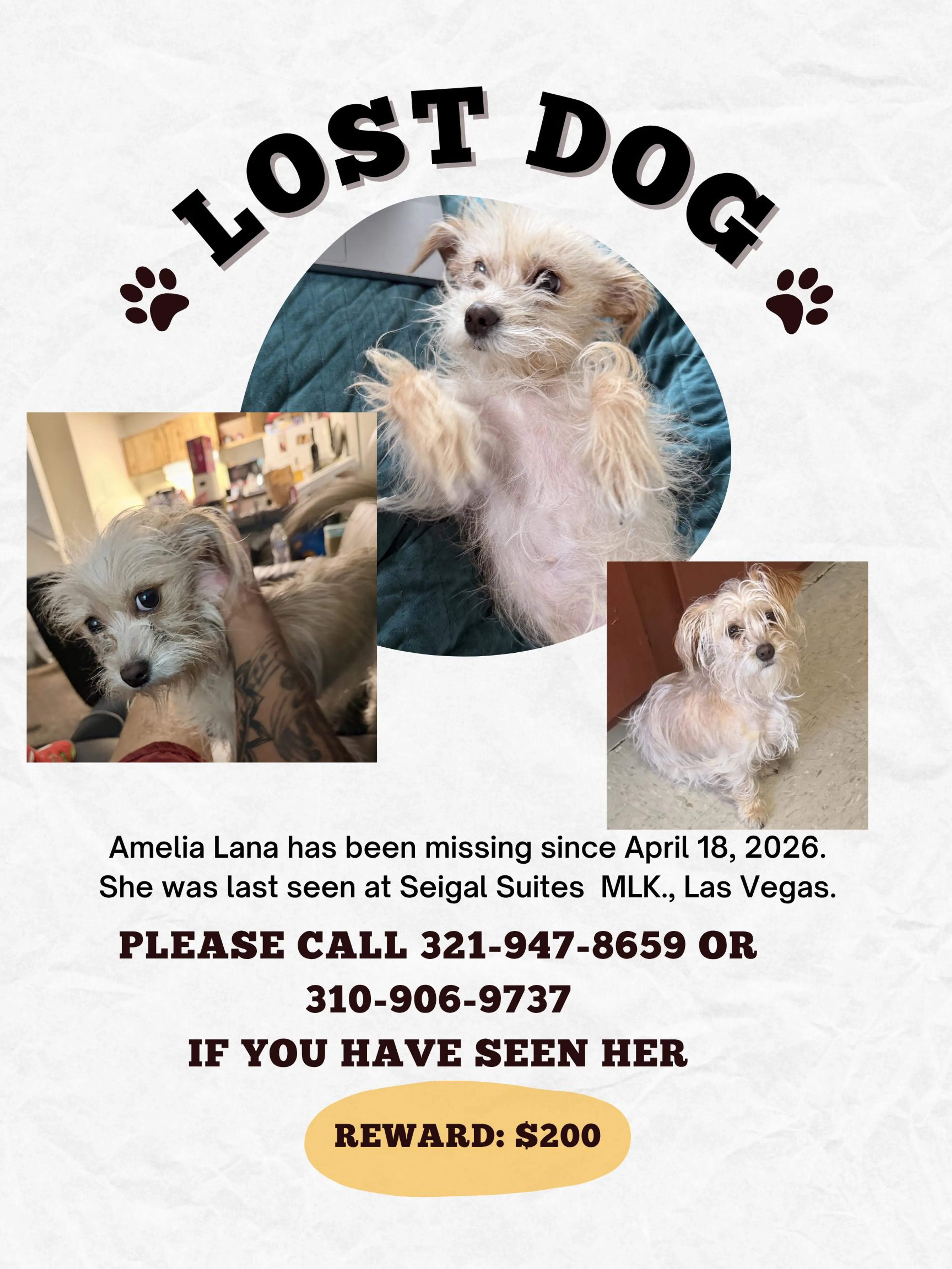 Lost pet-1