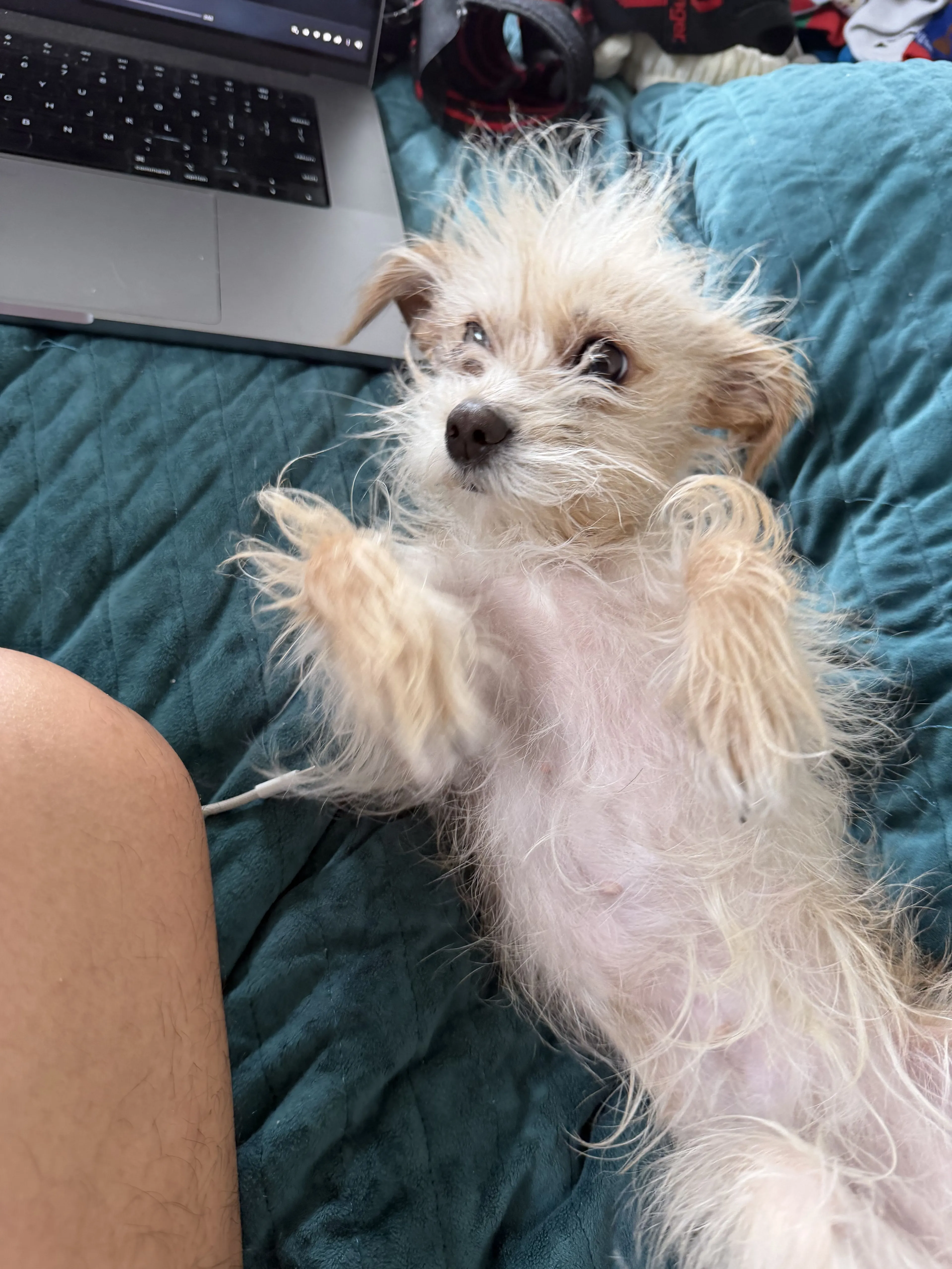 Lost pet-2