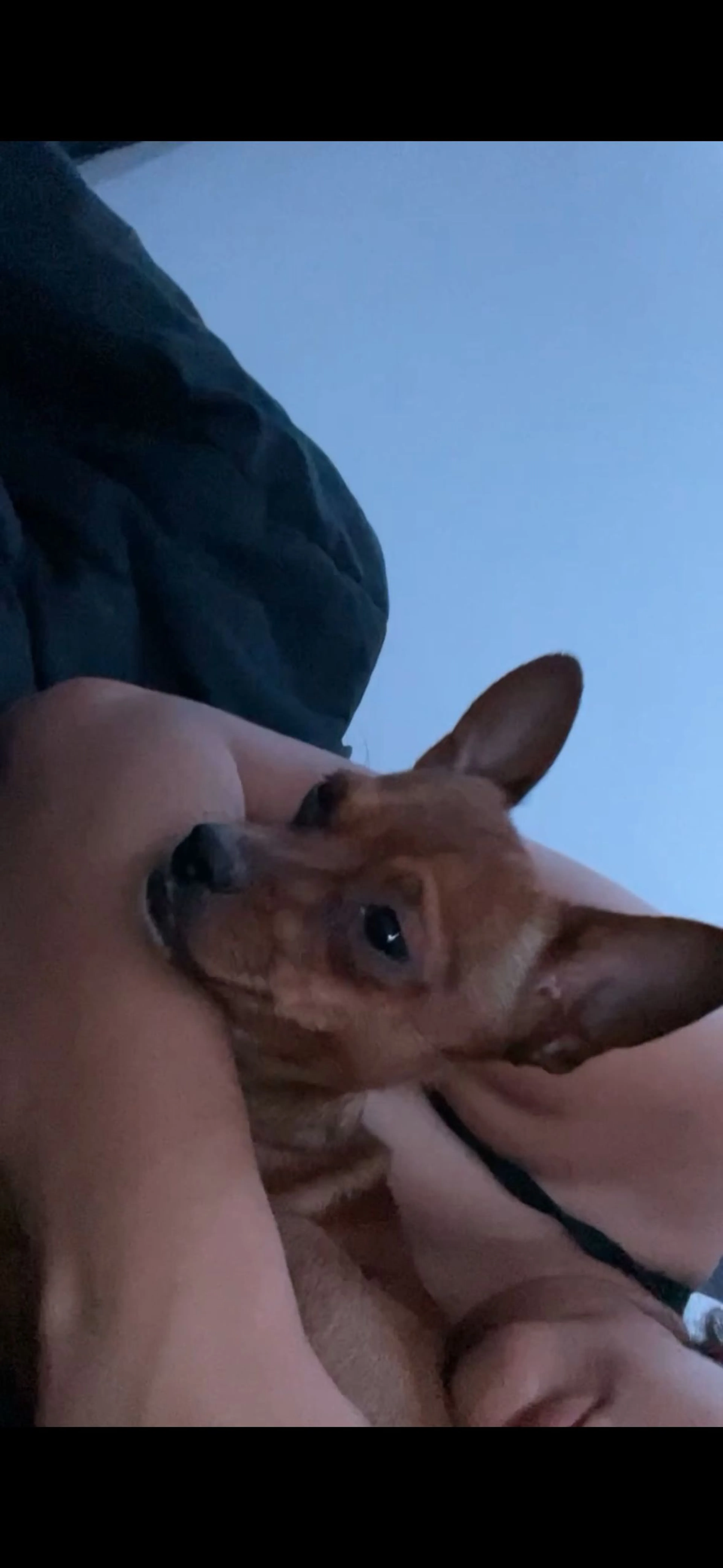 Lost pet-2