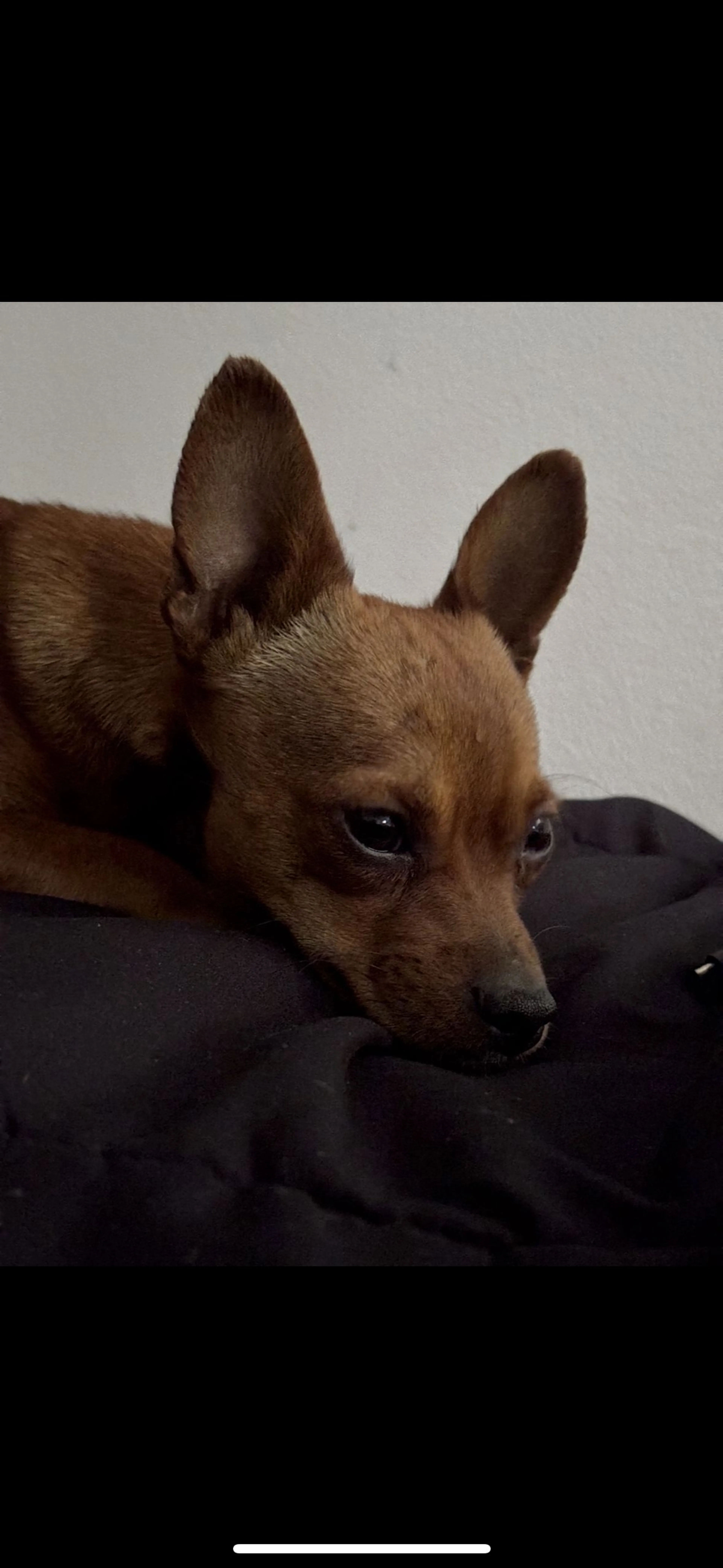 Lost pet-1