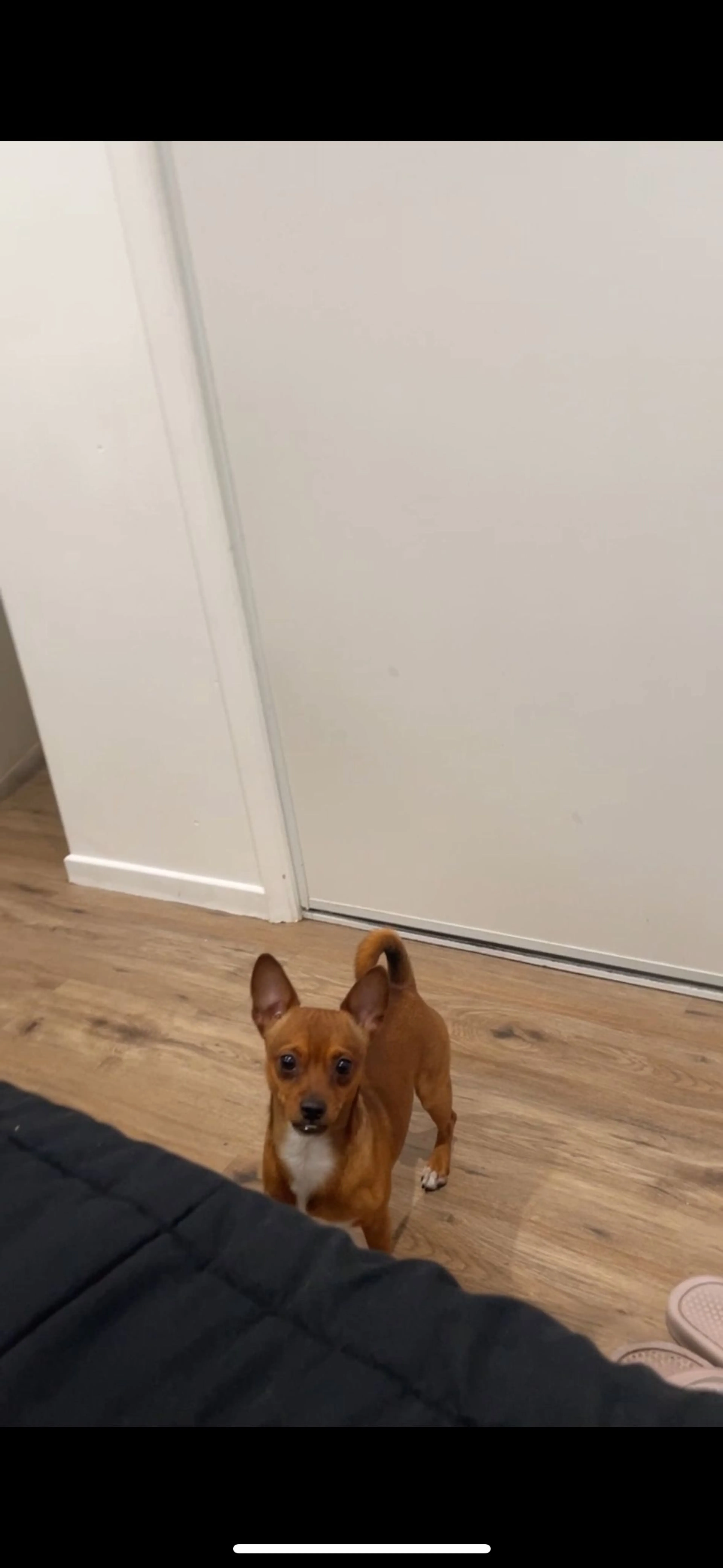 Lost pet-0