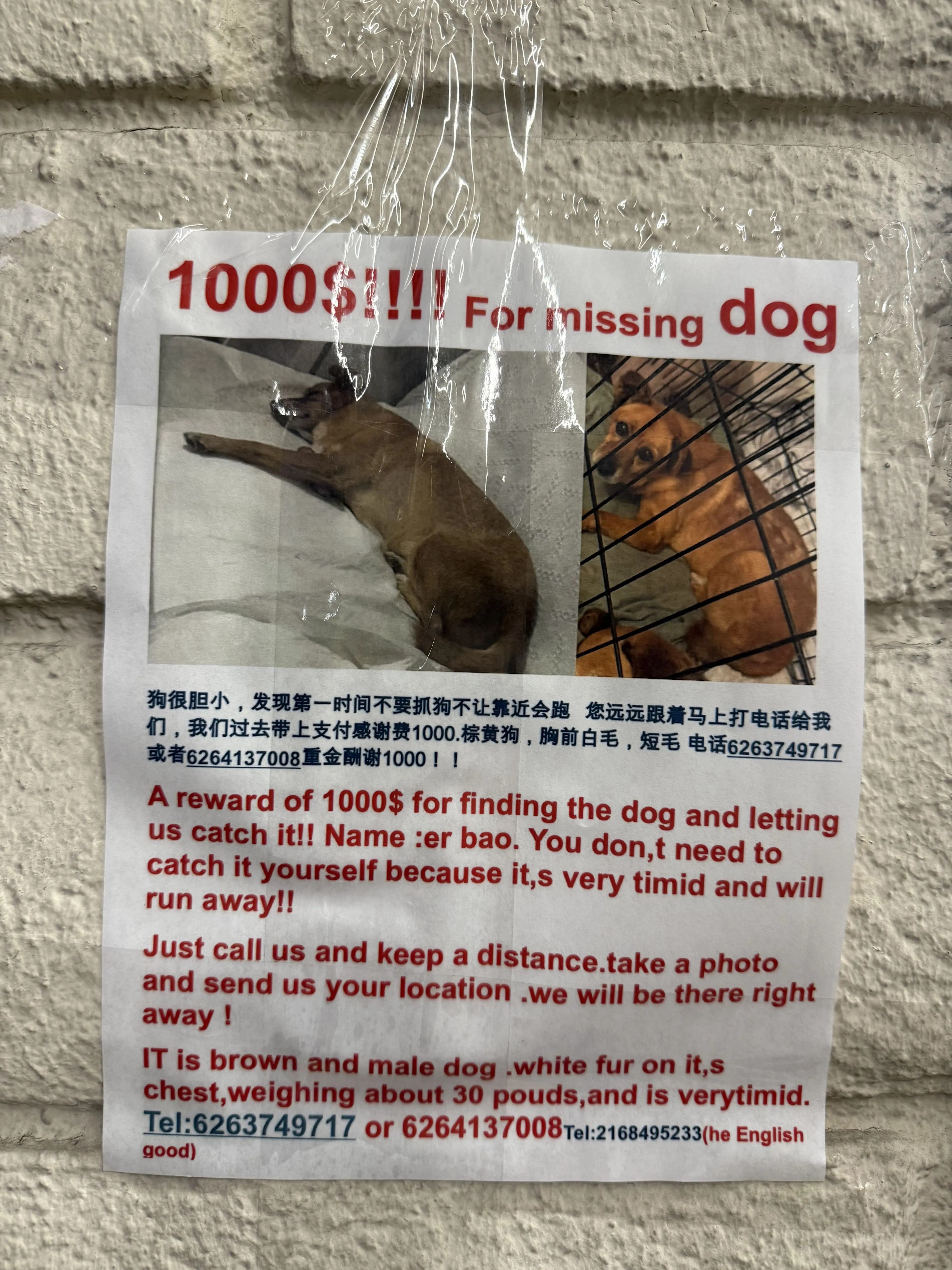 Lost pet