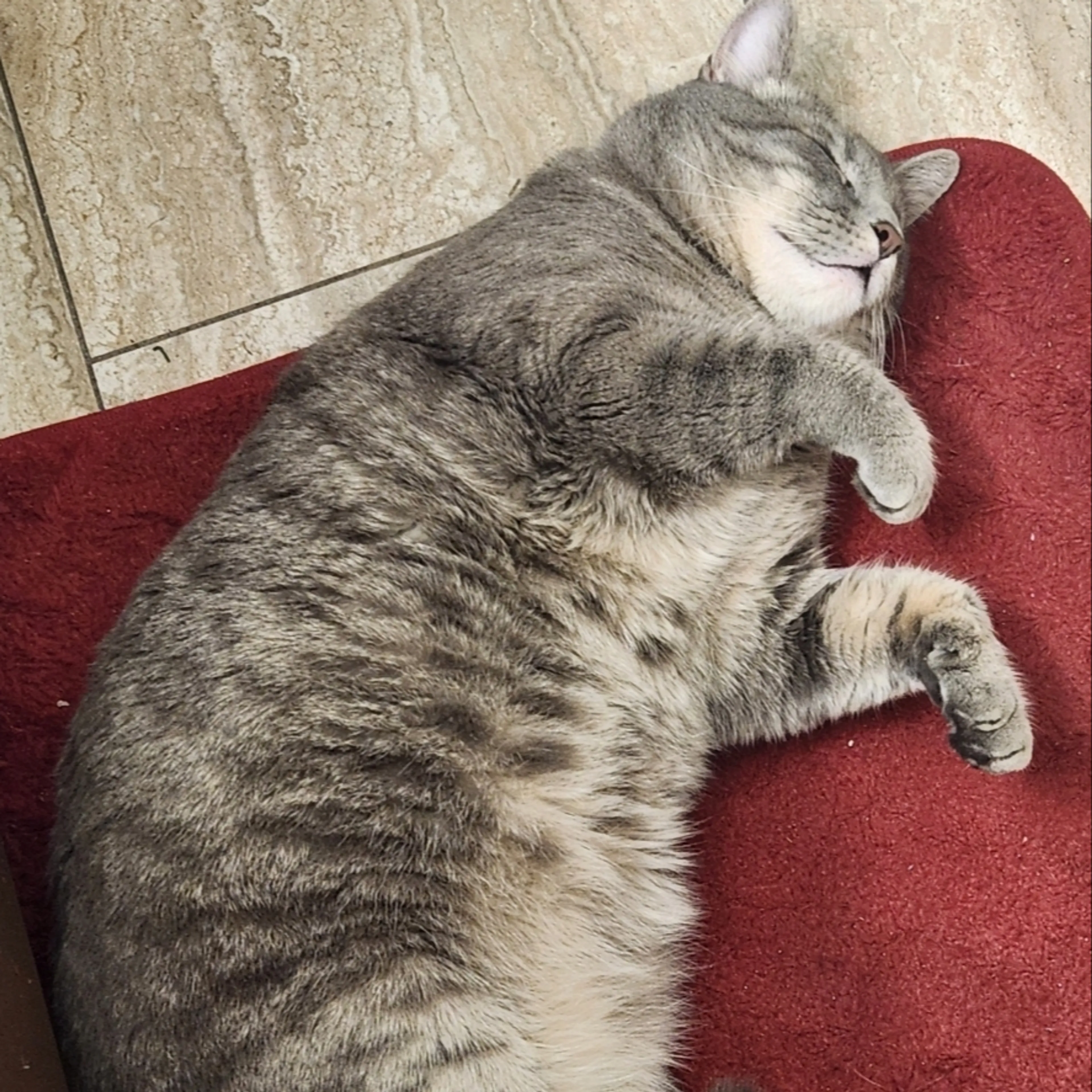 Lost pet-1