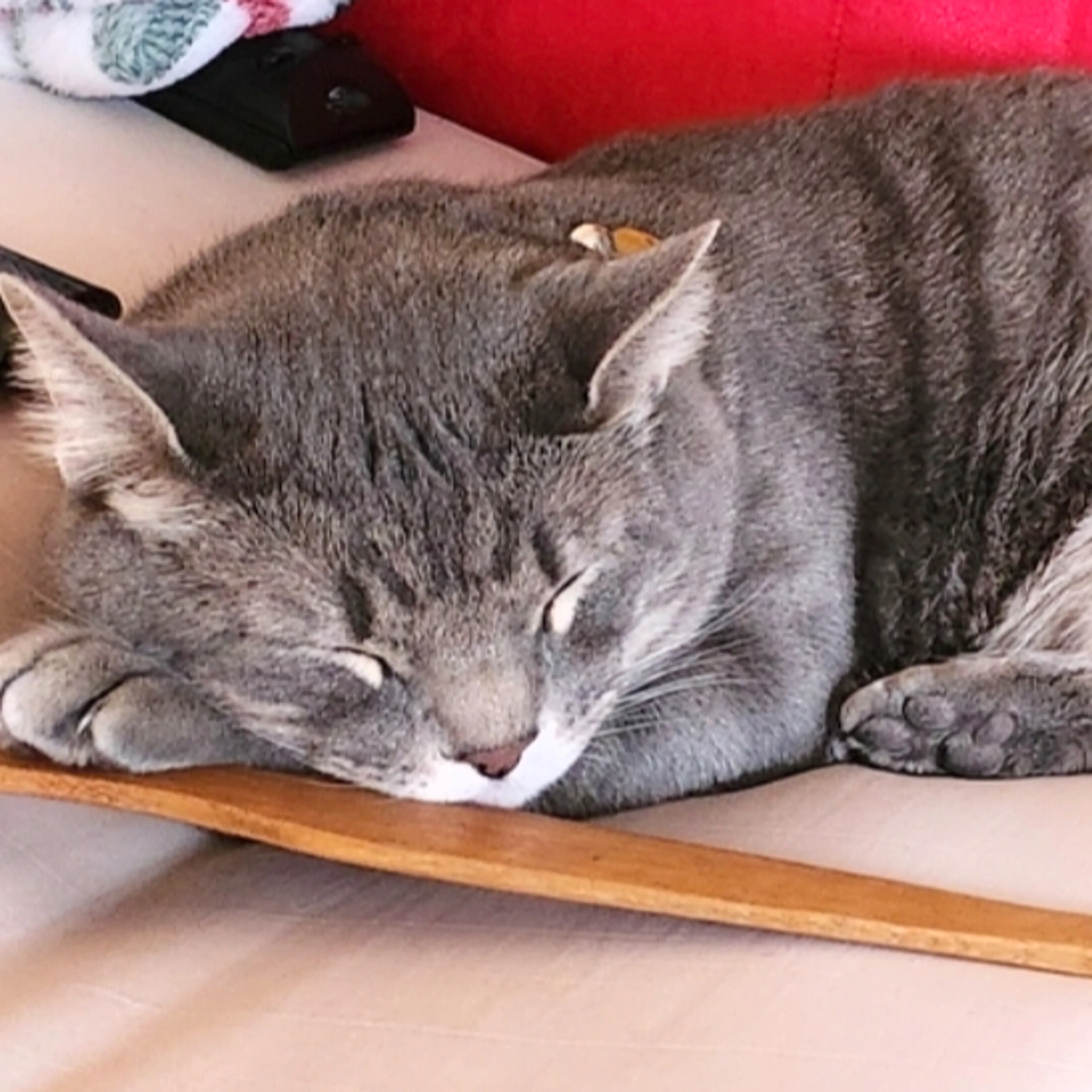 Lost pet-3
