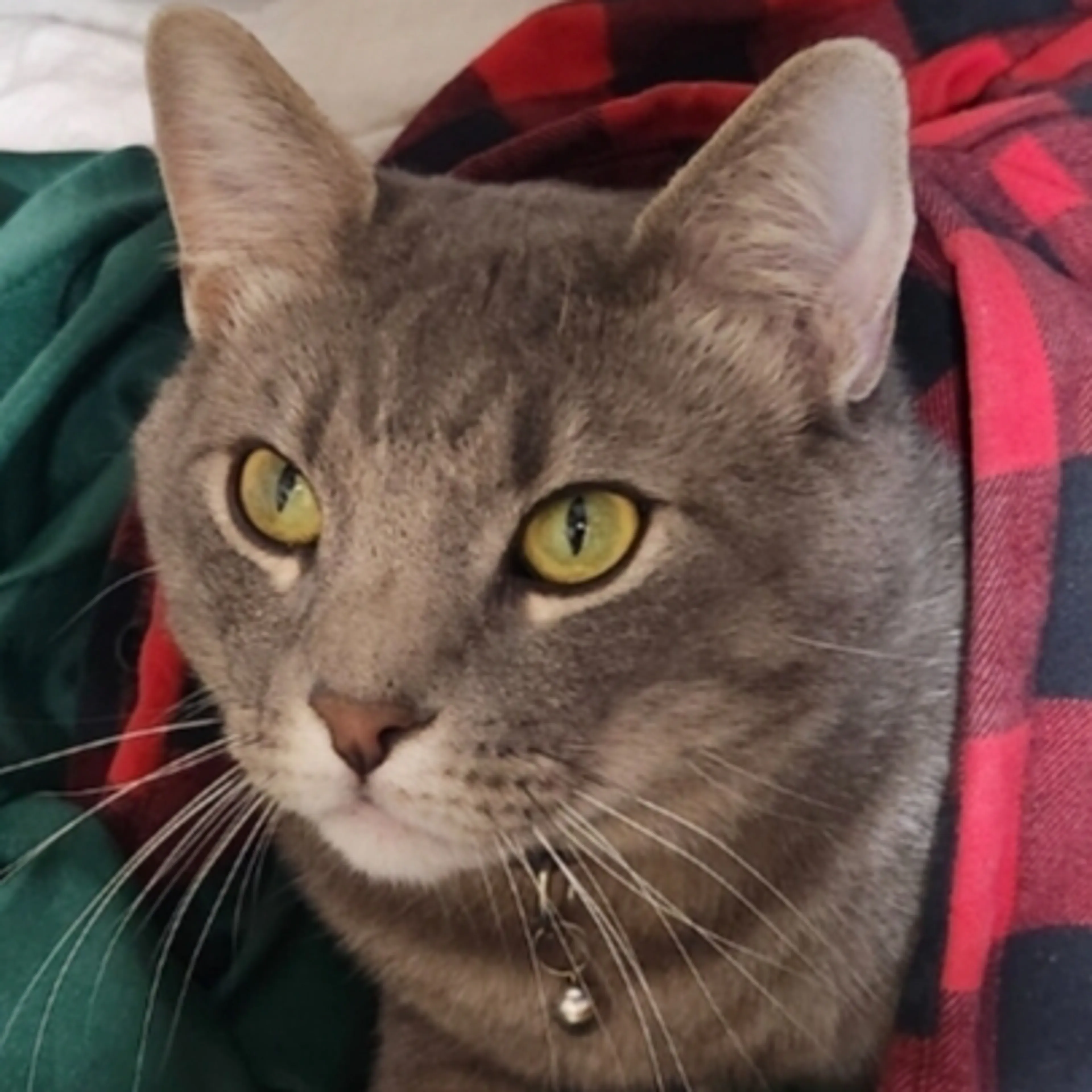 Lost pet-2