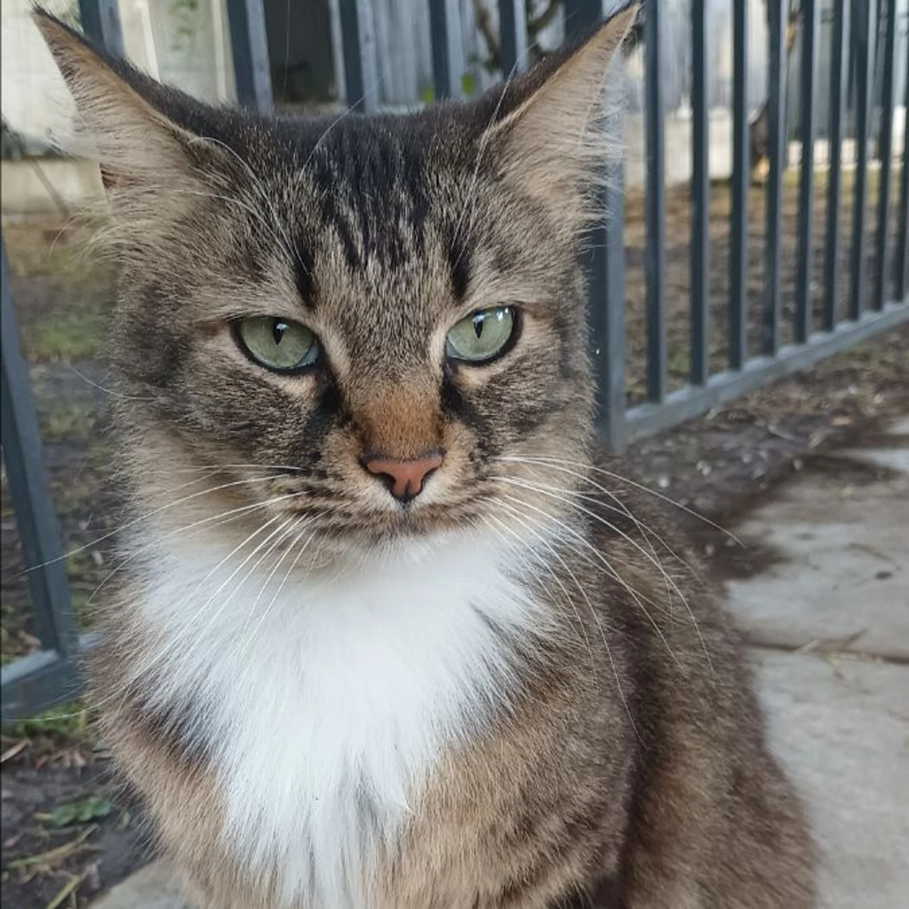 Found pet