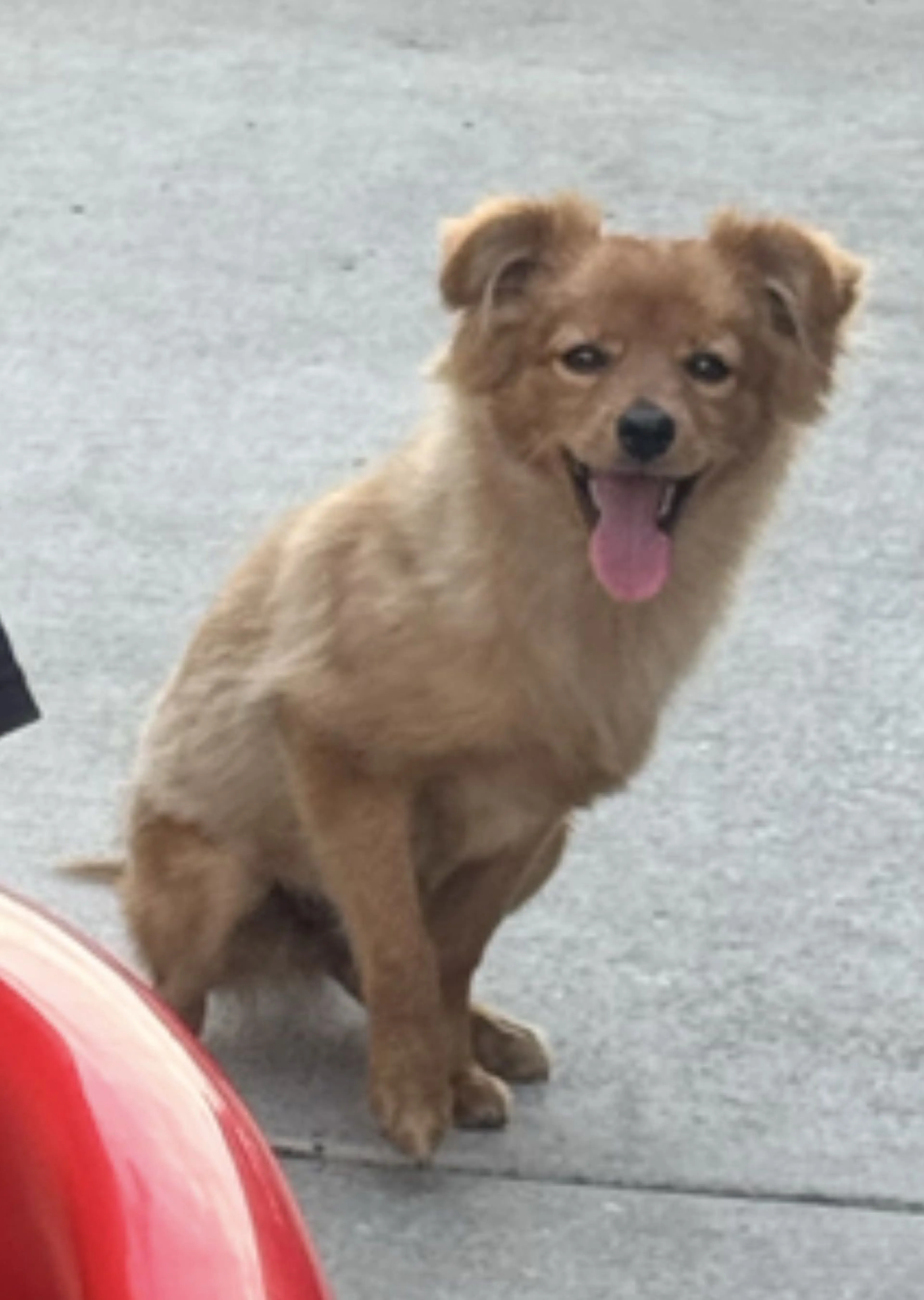 Lost pet