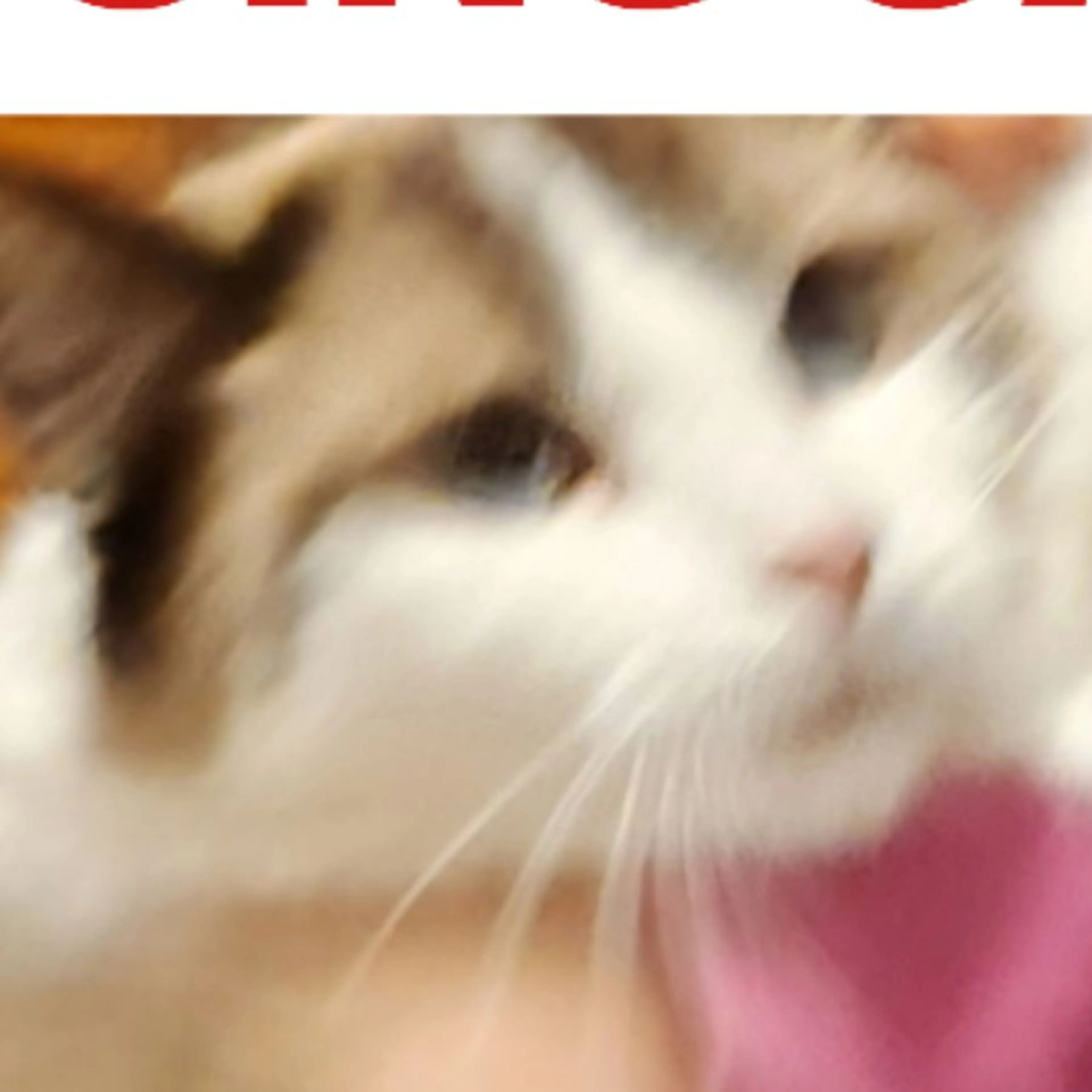 Lost pet