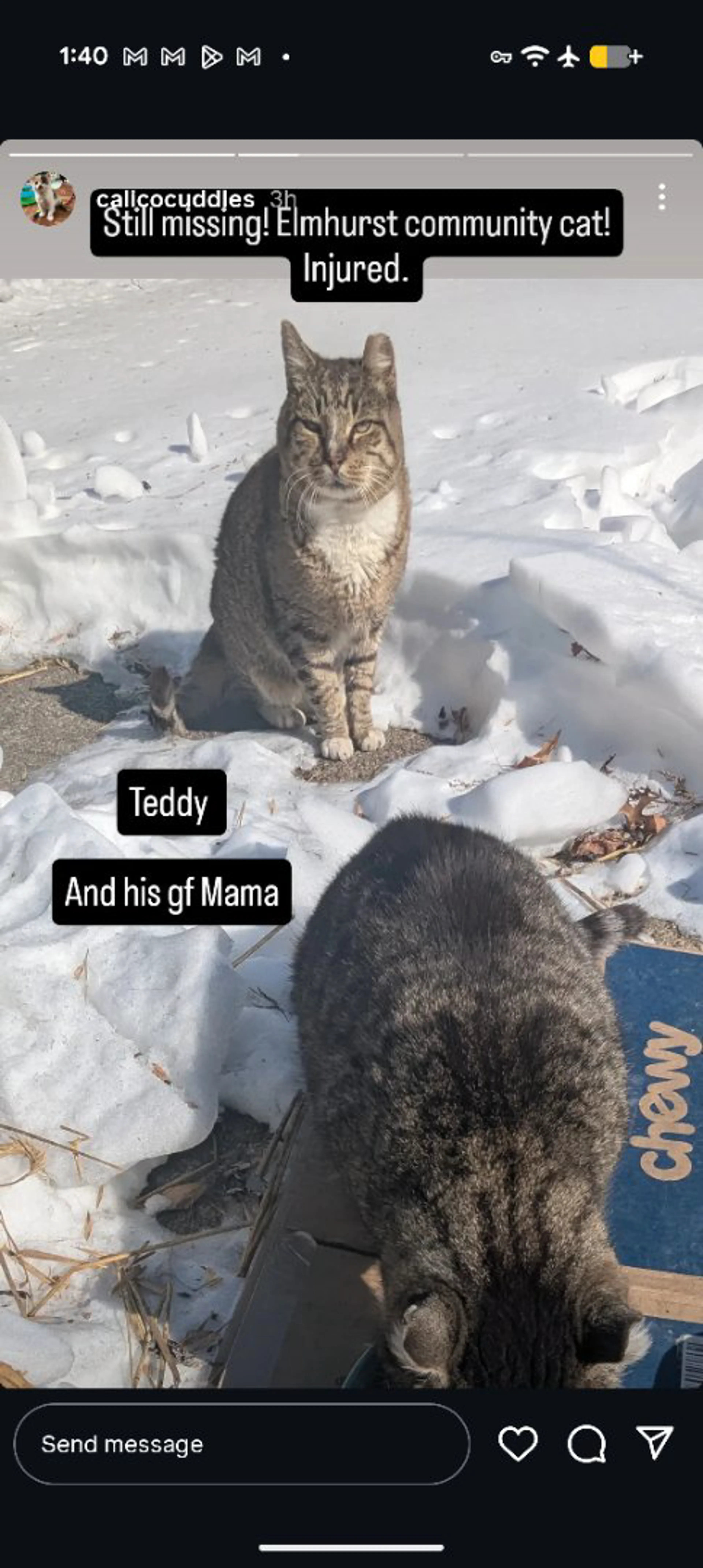 Lost pet-1