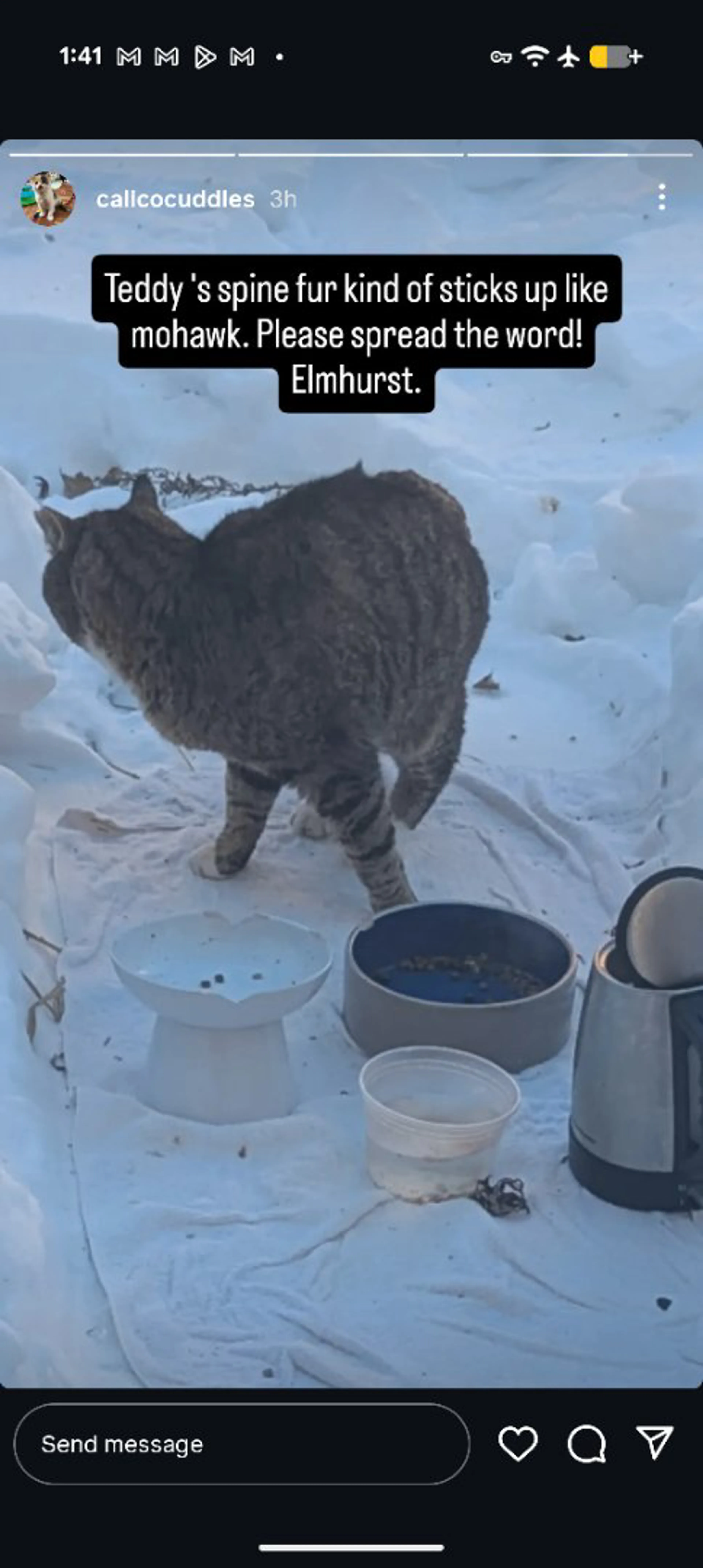 Lost pet-2