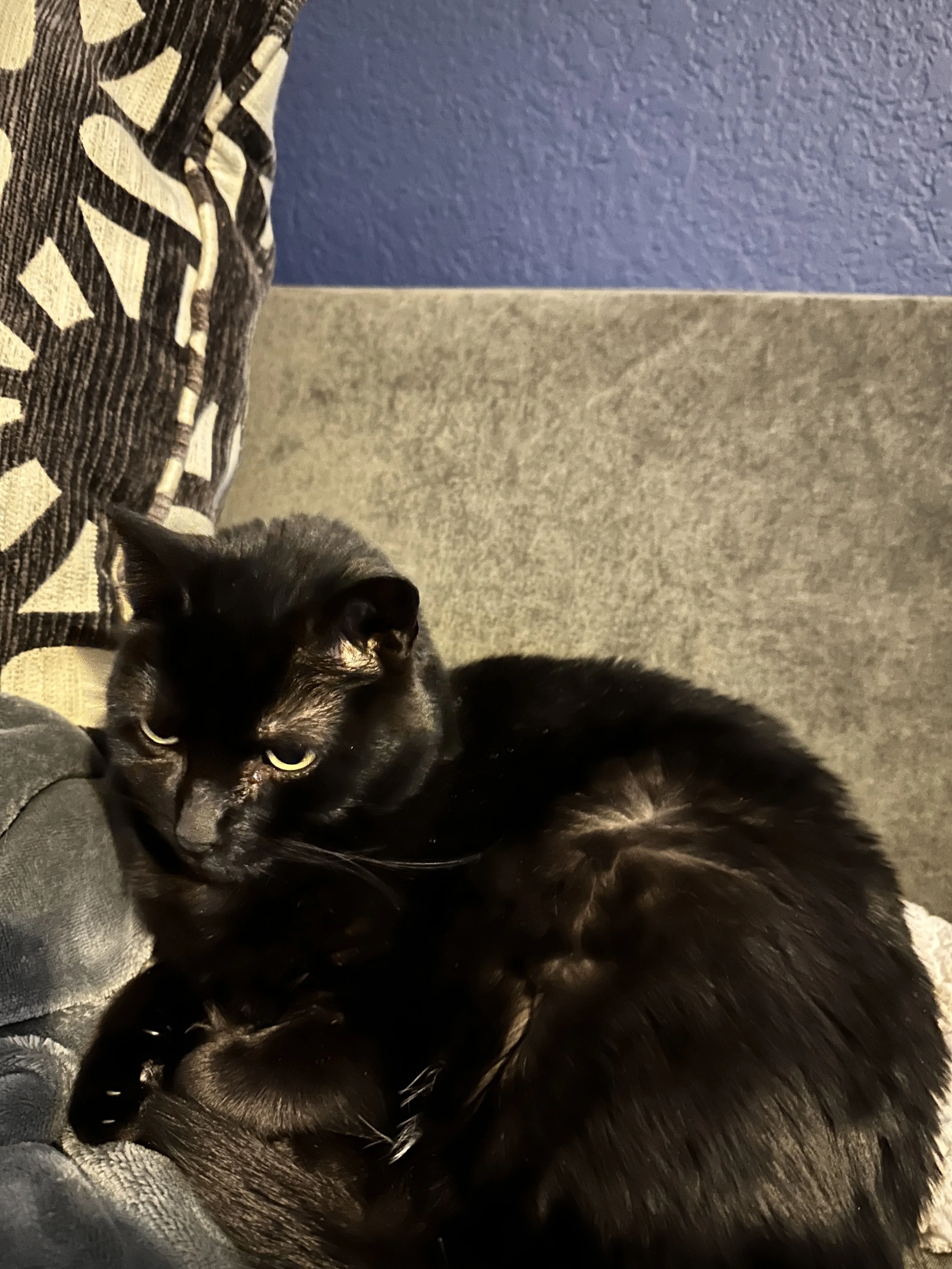 Lost pet-0