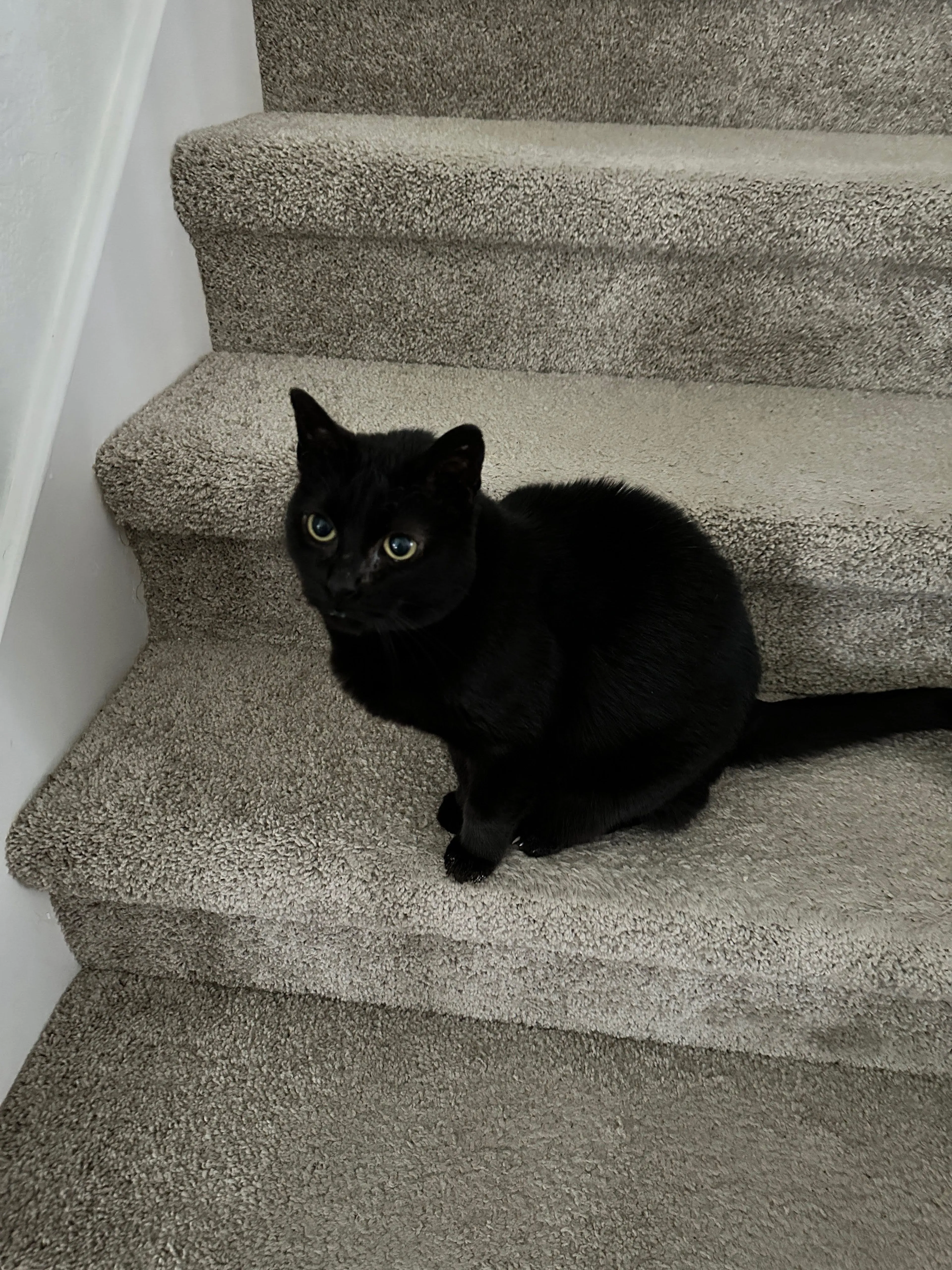 Lost pet-1